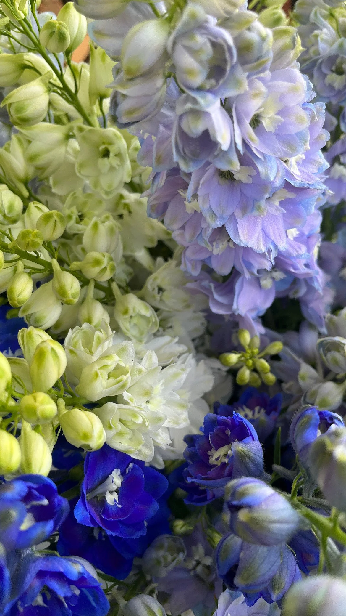 EAAD3110-2066-41AA-9176-471F1C292332 (1).jpeg