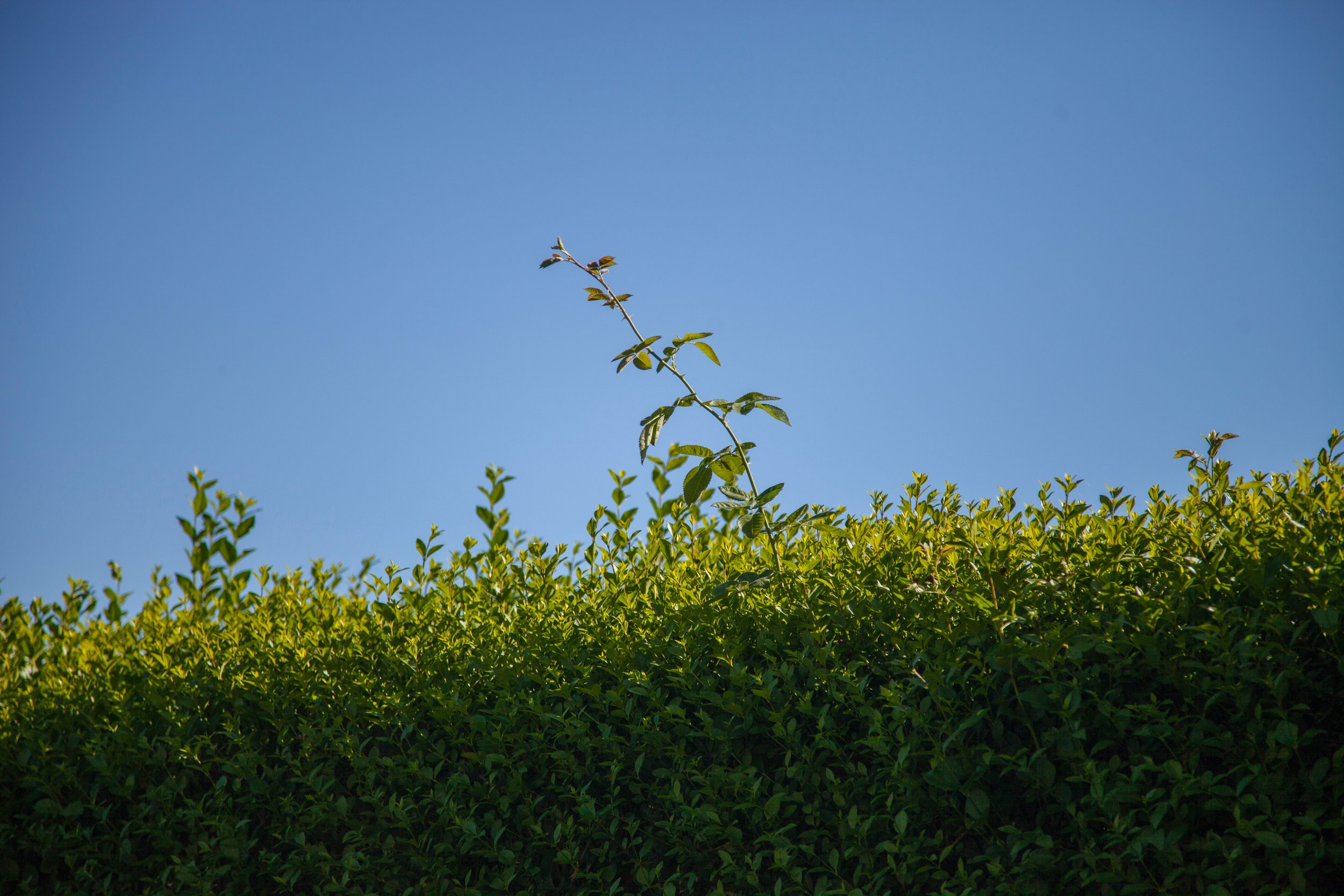 The Restless Sleeper and the Hedgetrimmer