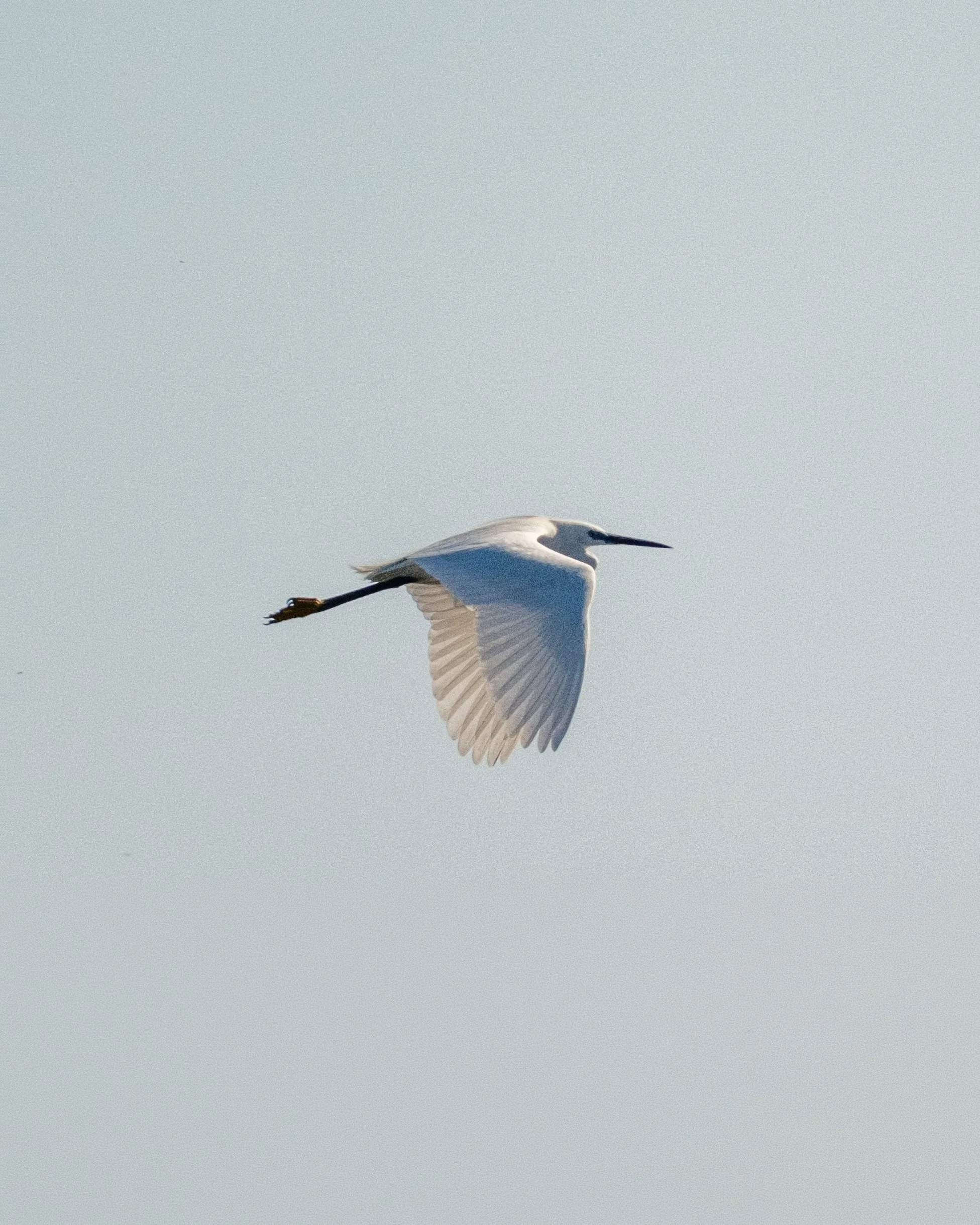 Aigrette.jpg