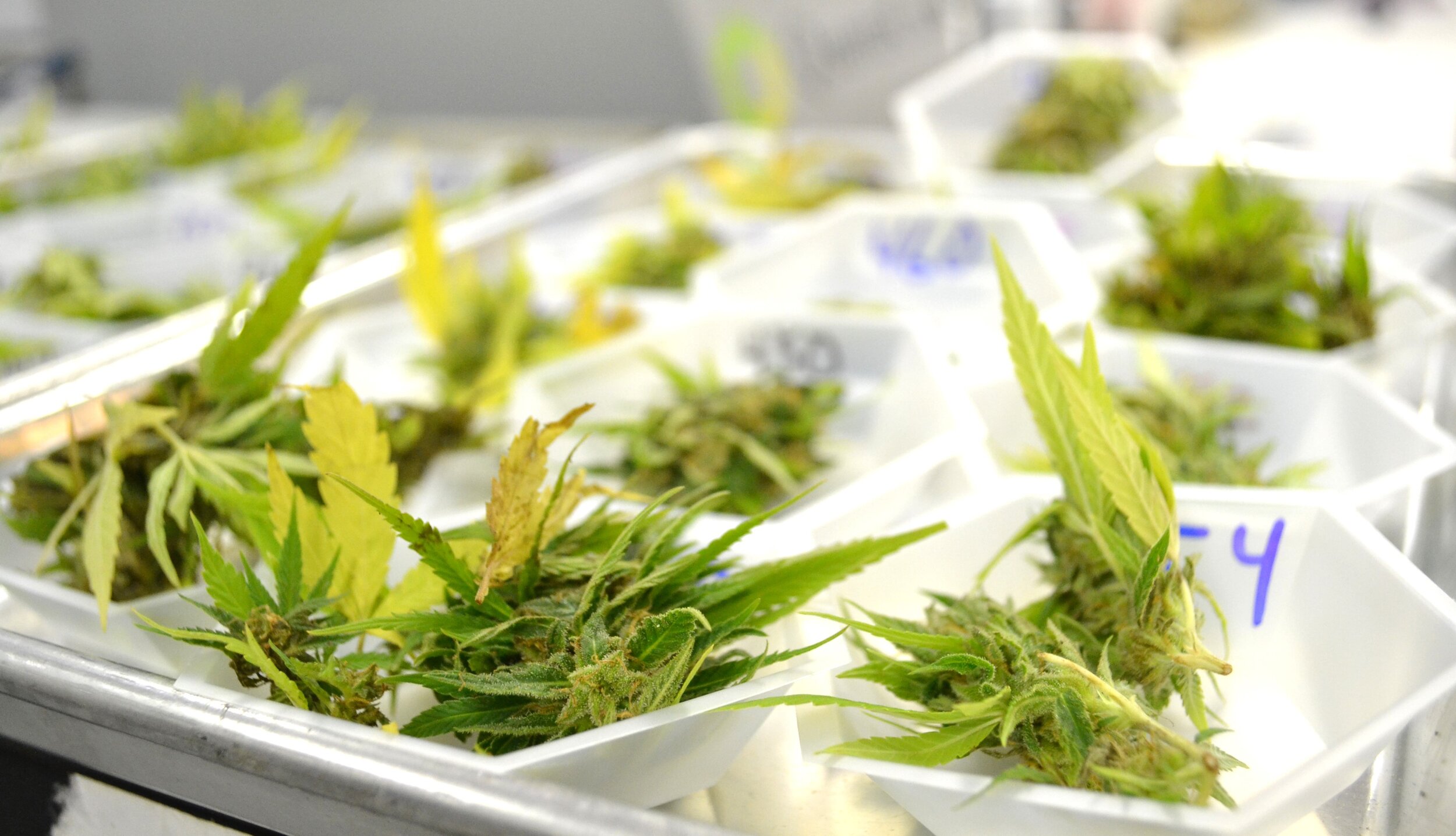 hemp samples.jpg