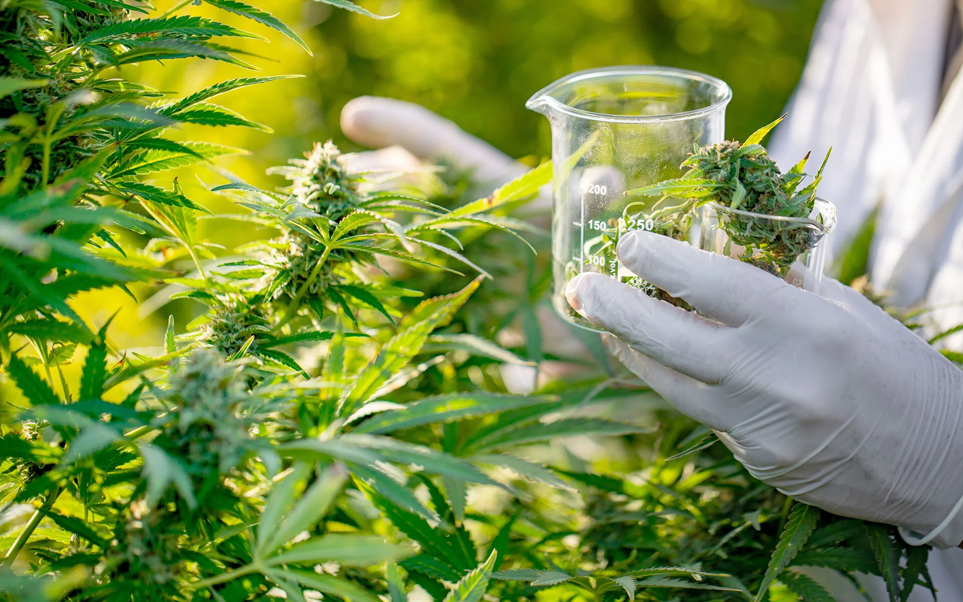 Medical-Marijuana.jpg