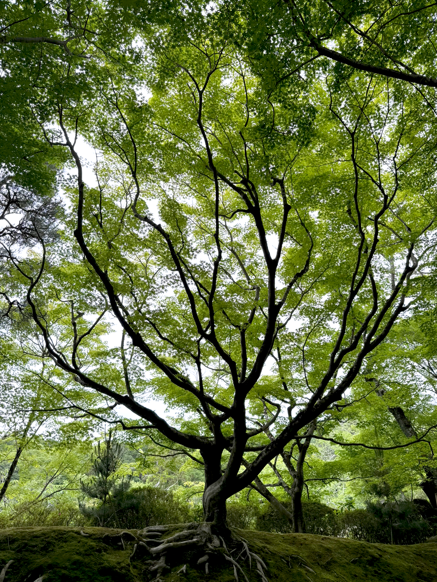 GagnonPhoto_07.png