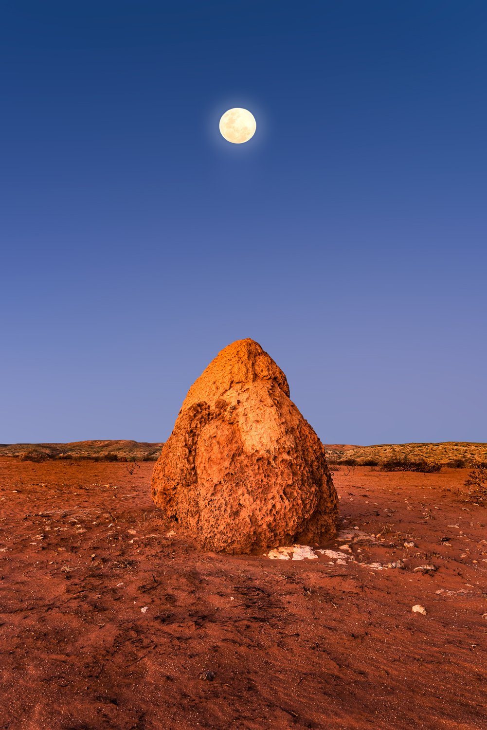 Termite Moonrise