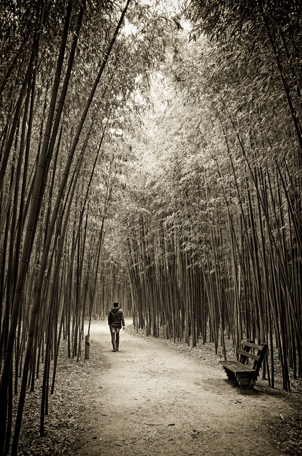Bamboo Passage