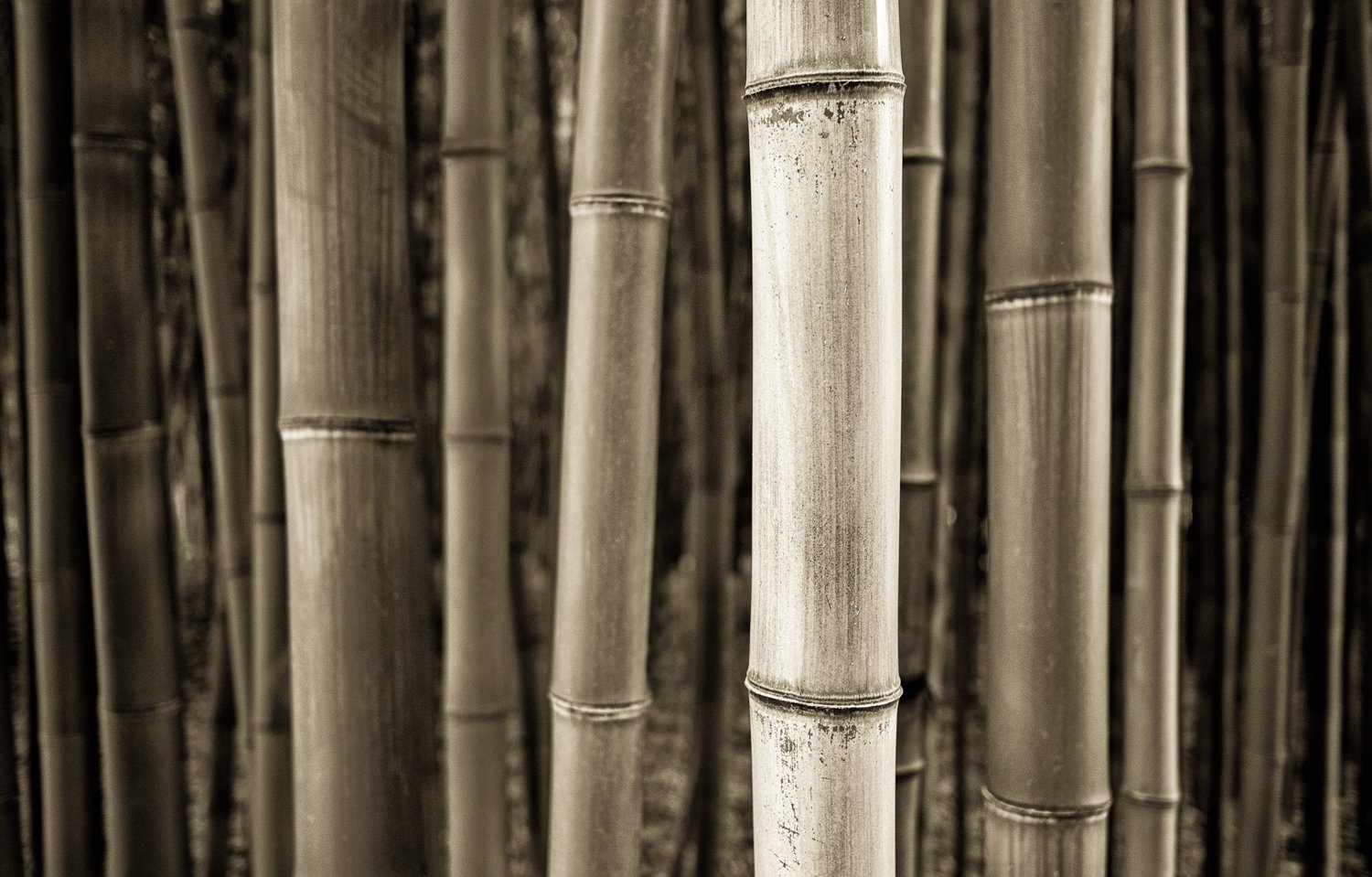 Bamboo Tones