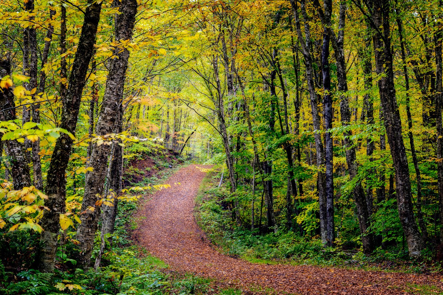 Leaf Trail