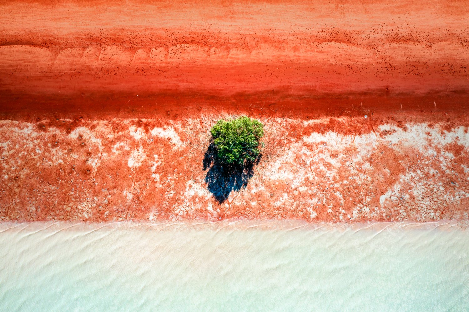 Mangrove Incoming Tide