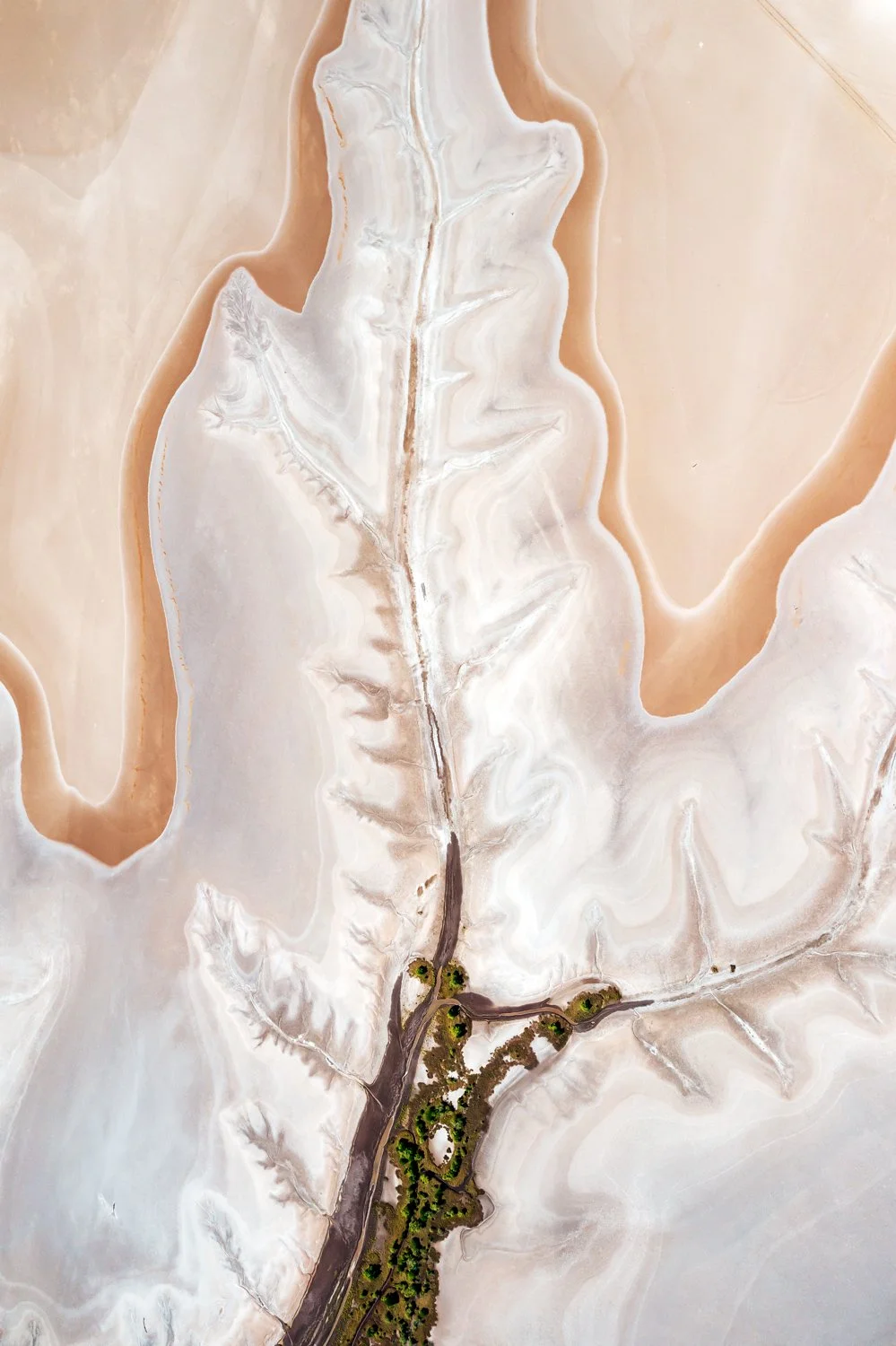 Tidal Leaf