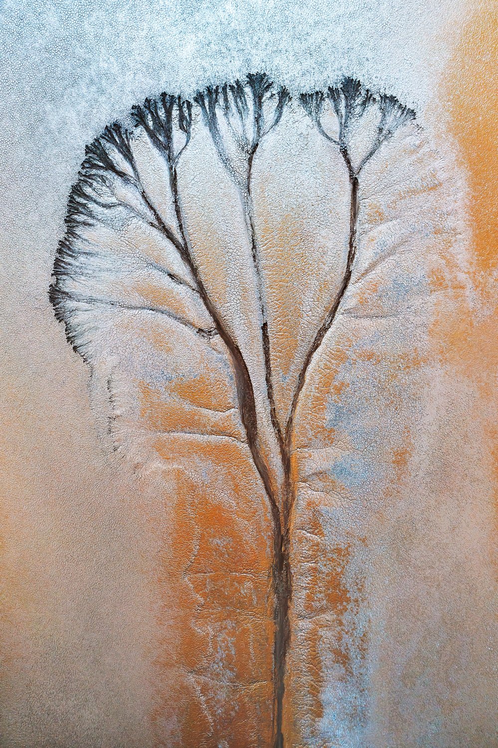 Tidal Tree