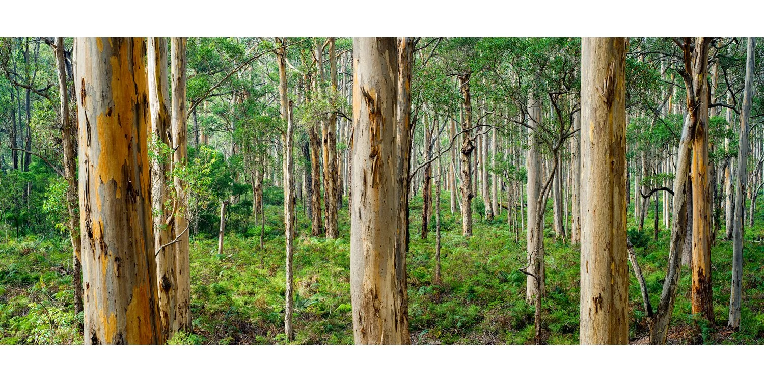 Boranup Forest