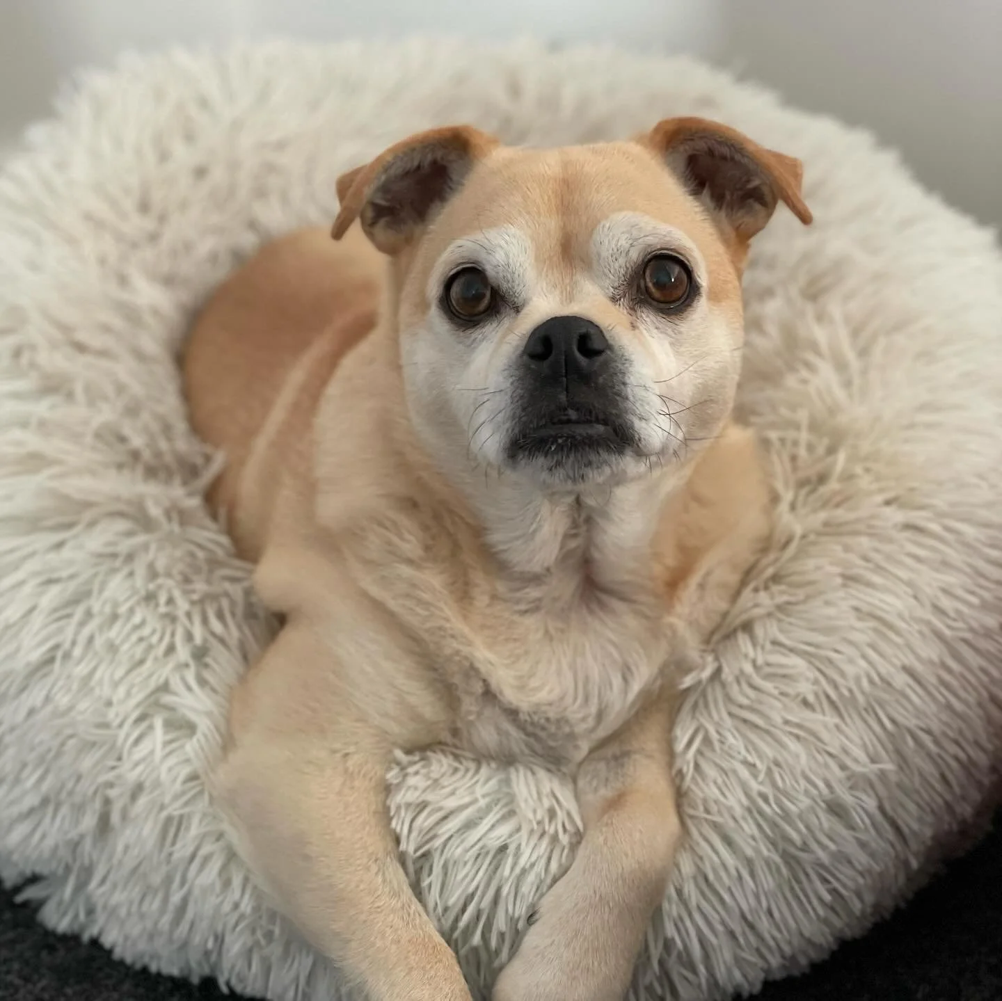 Regular customers will recognise Bobi. Unfortunately, we lost my sweet girl recently, just before her 13th birthday.
I am absolutely devastated, there is nothing quite like the heartbreak of losing a beloved companion. She was with me across two deca