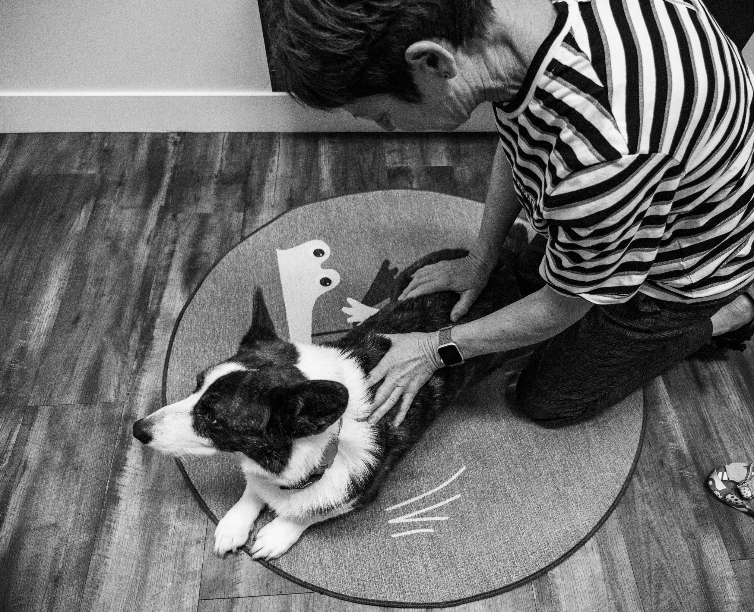 Animal Chiropractors Near Me – Find a Qualified Chiropractor for Your Pet