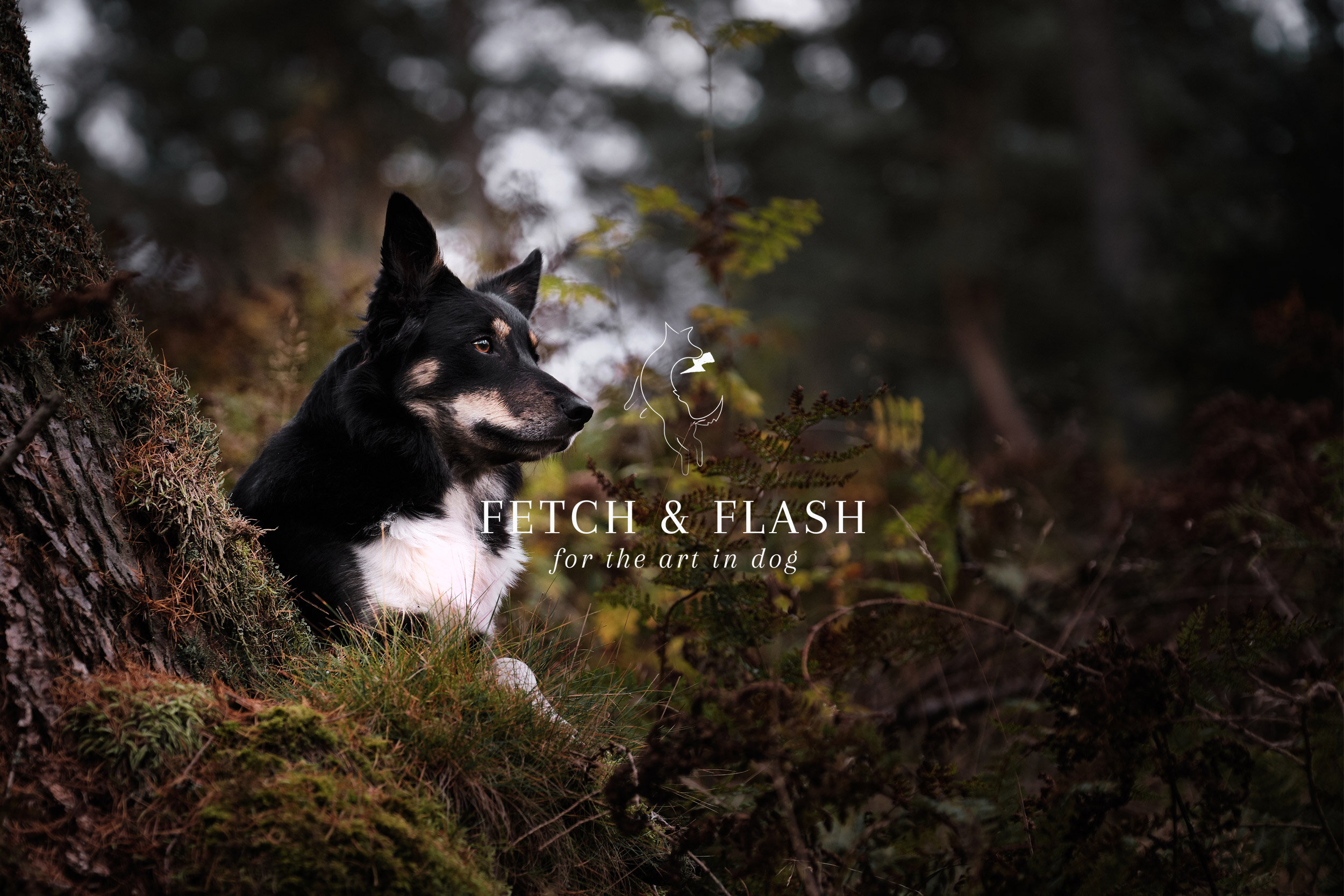 Fetch &amp; Flash