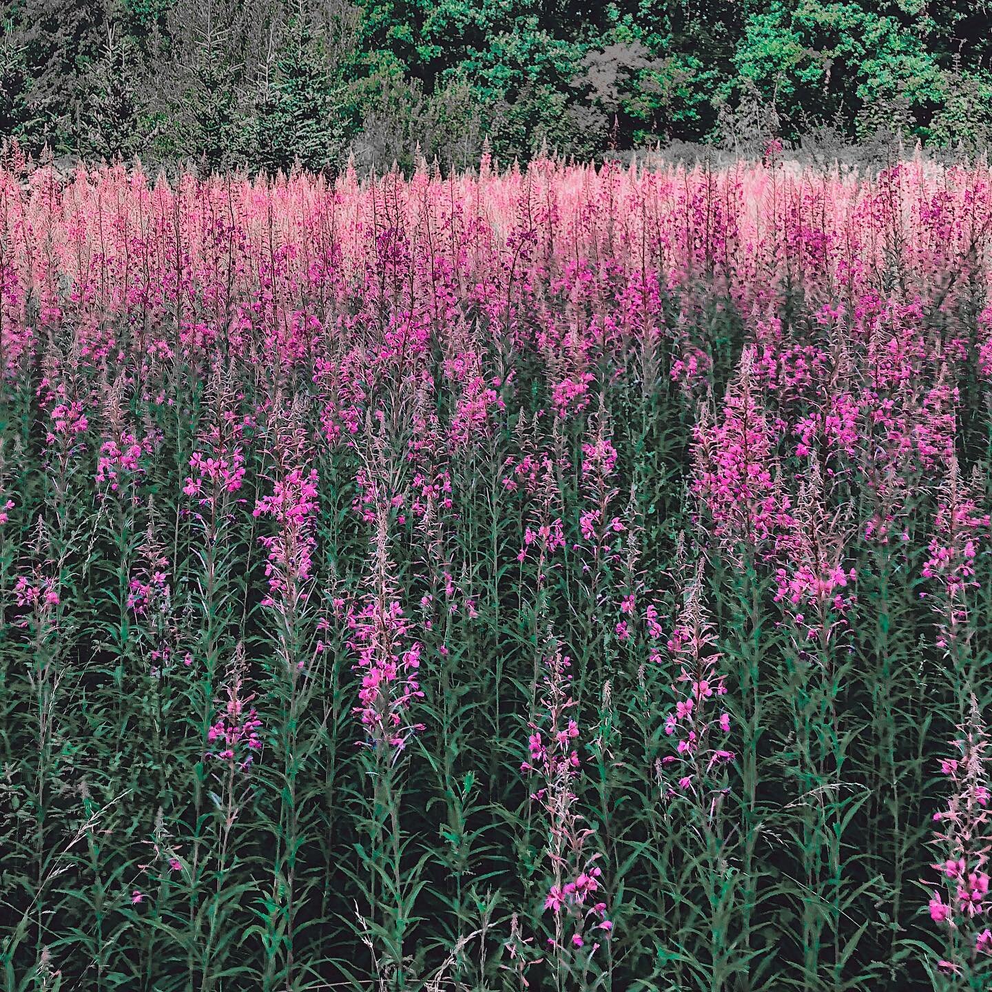 Let&rsquo;s begin our pink exploration.
🌸 (Congrats to all who found the color!) 🌸