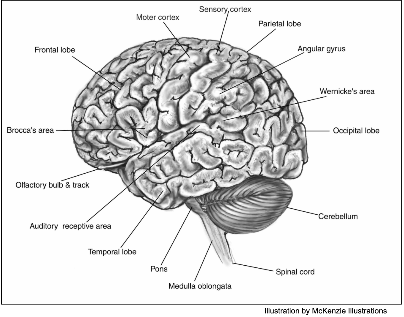 Source: http://www.headinjury.com/brainmap.htm