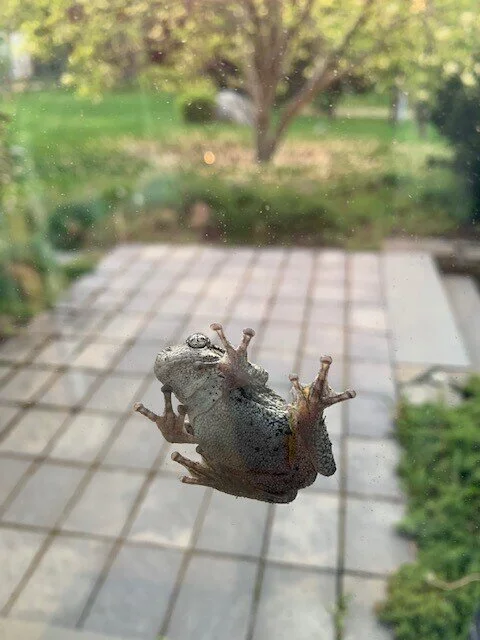 Frog on a window, change is coming...