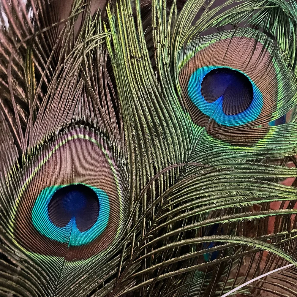Are Peacock Feathers Bad Luck for Weddings? Debunking the Superstition
