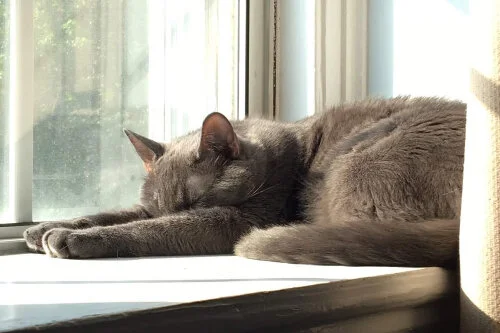 All Cats (and Dogs) Go to Heaven