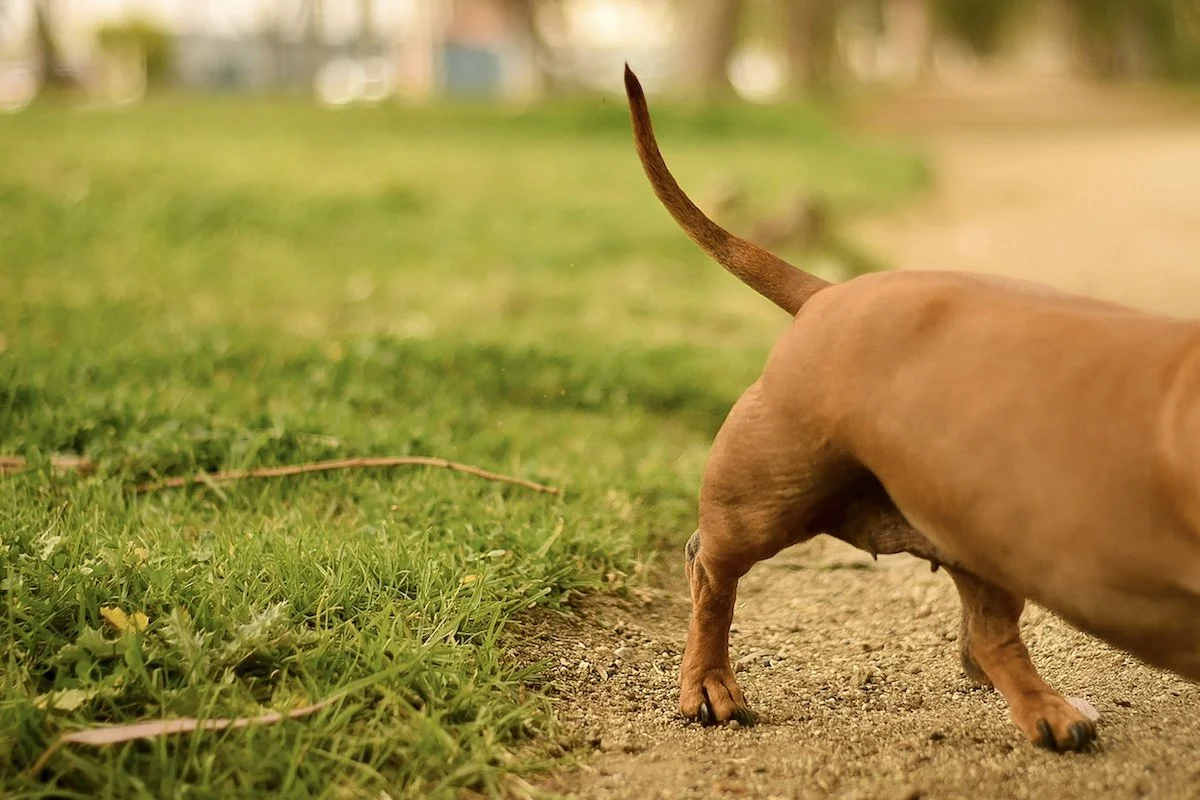 Will the Tail Wag the Dog? Practice and Theology at the General Conference of the GMC
