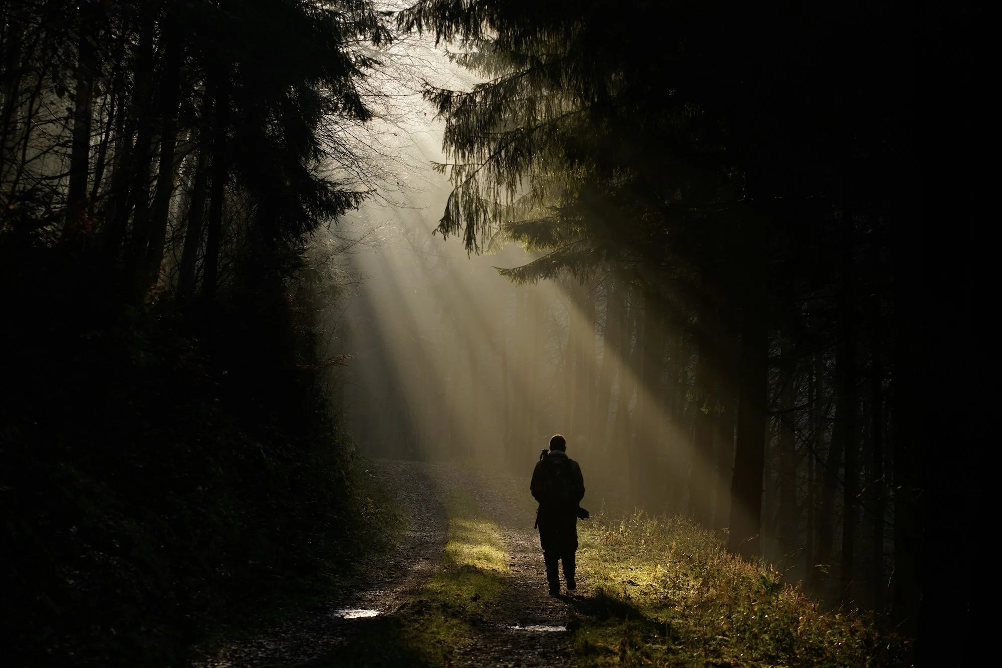Man walking in forest into light representing illumination of holy scripture