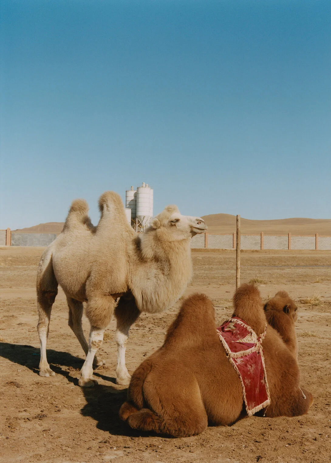 Straight Outta Ulaanbaatar