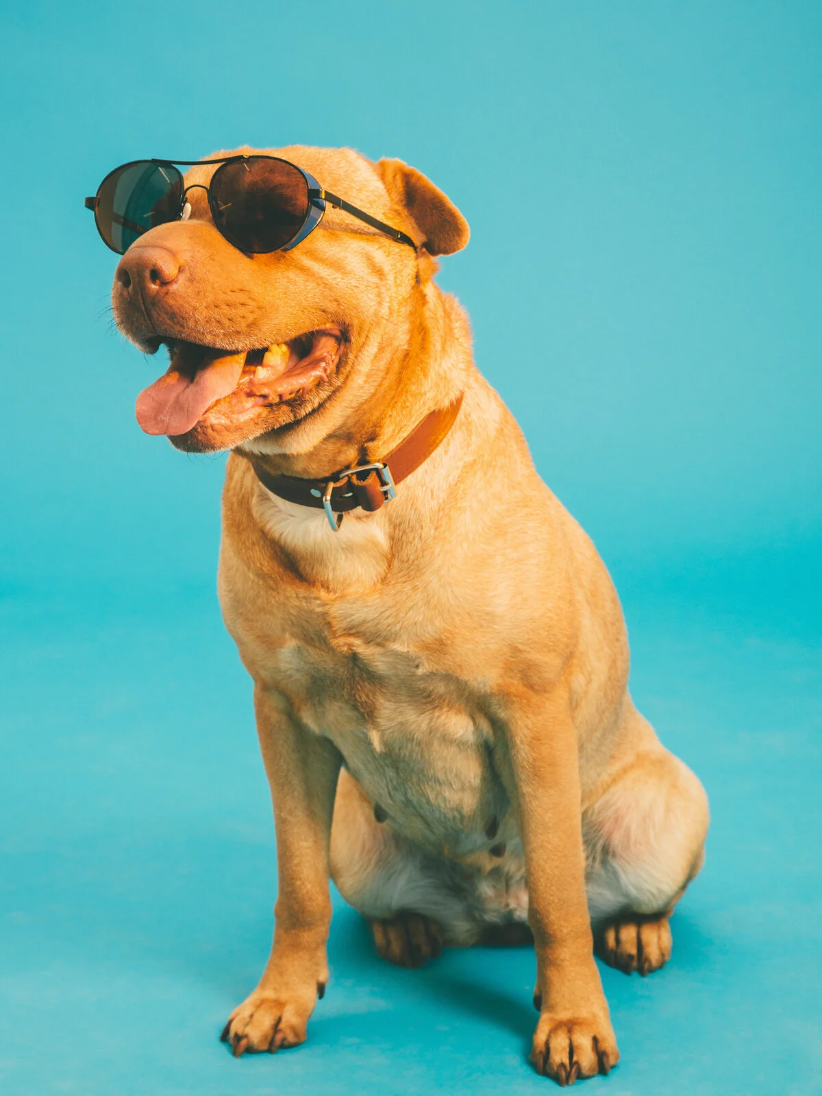 dawgs-2.jpg