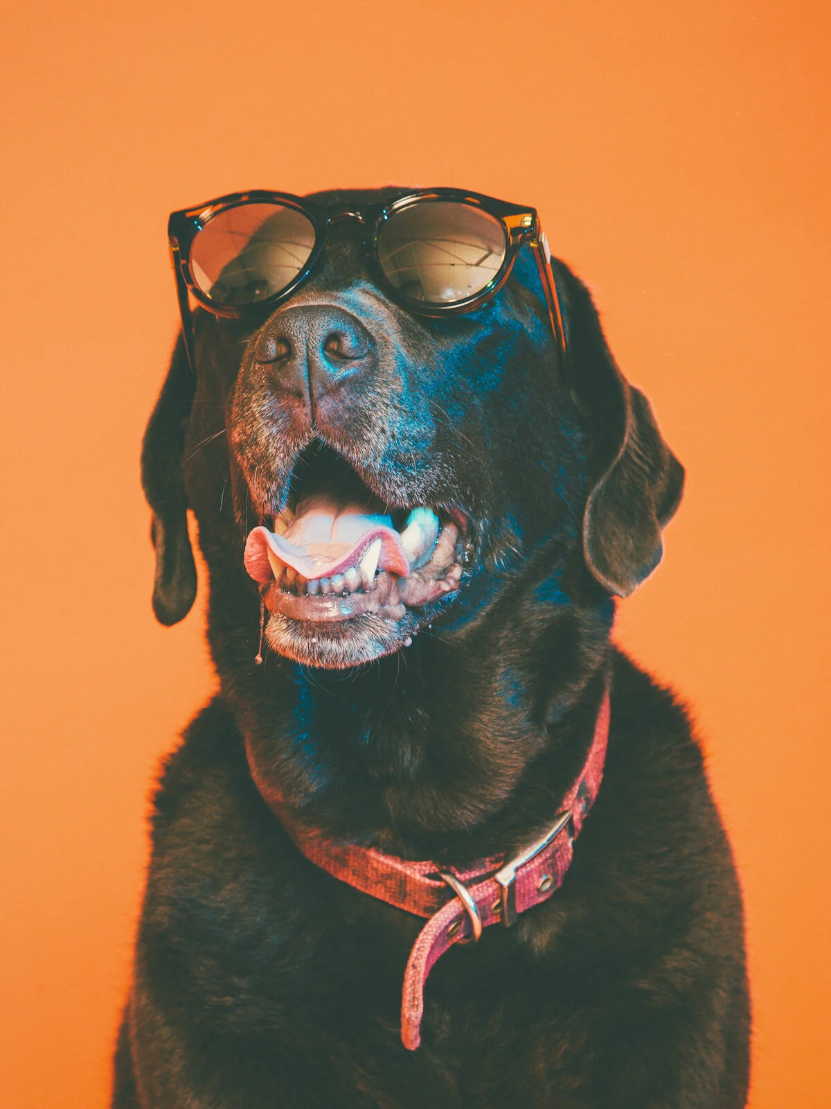 dawgs-4.jpg