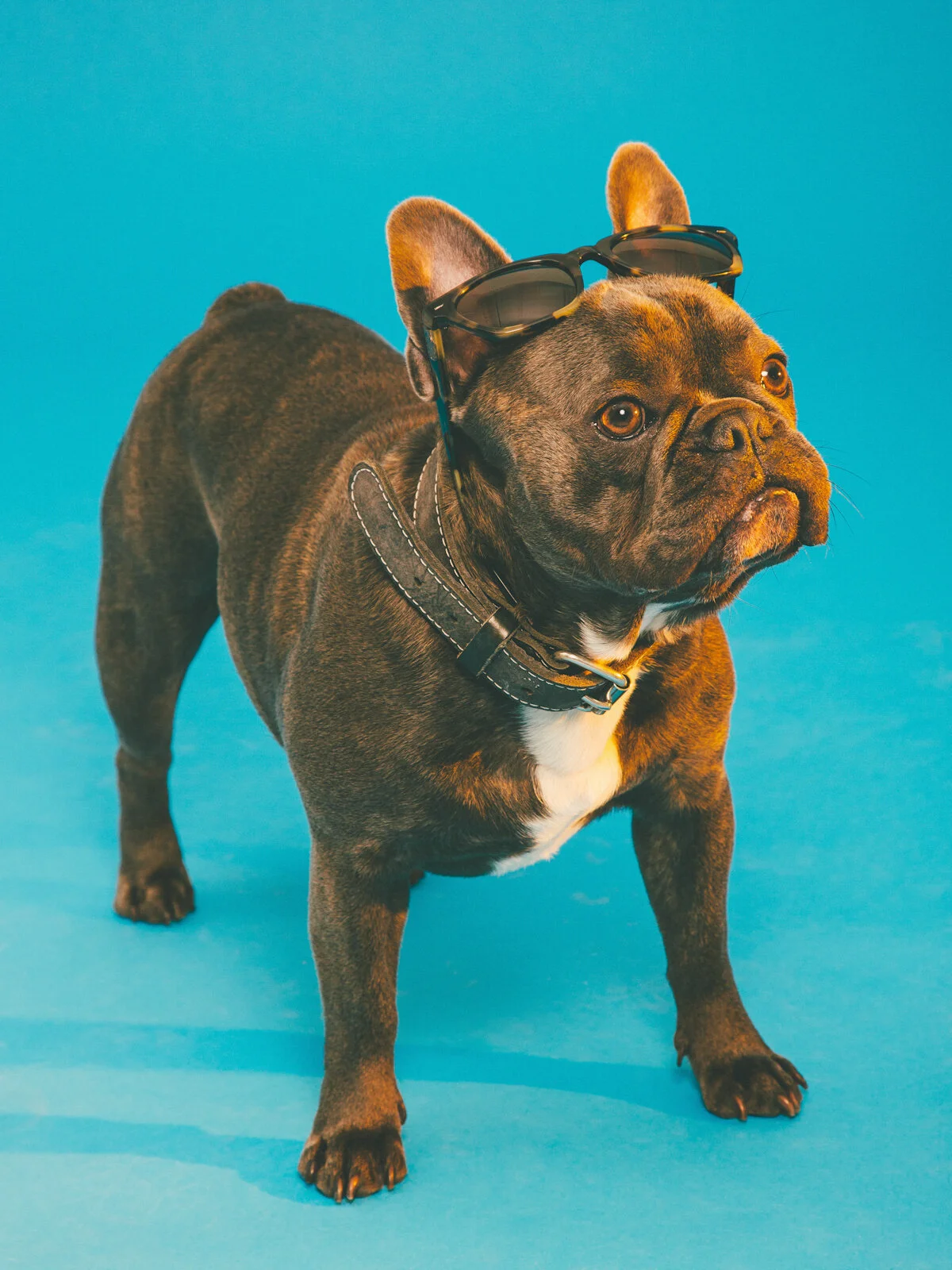 dawgs-6.jpg