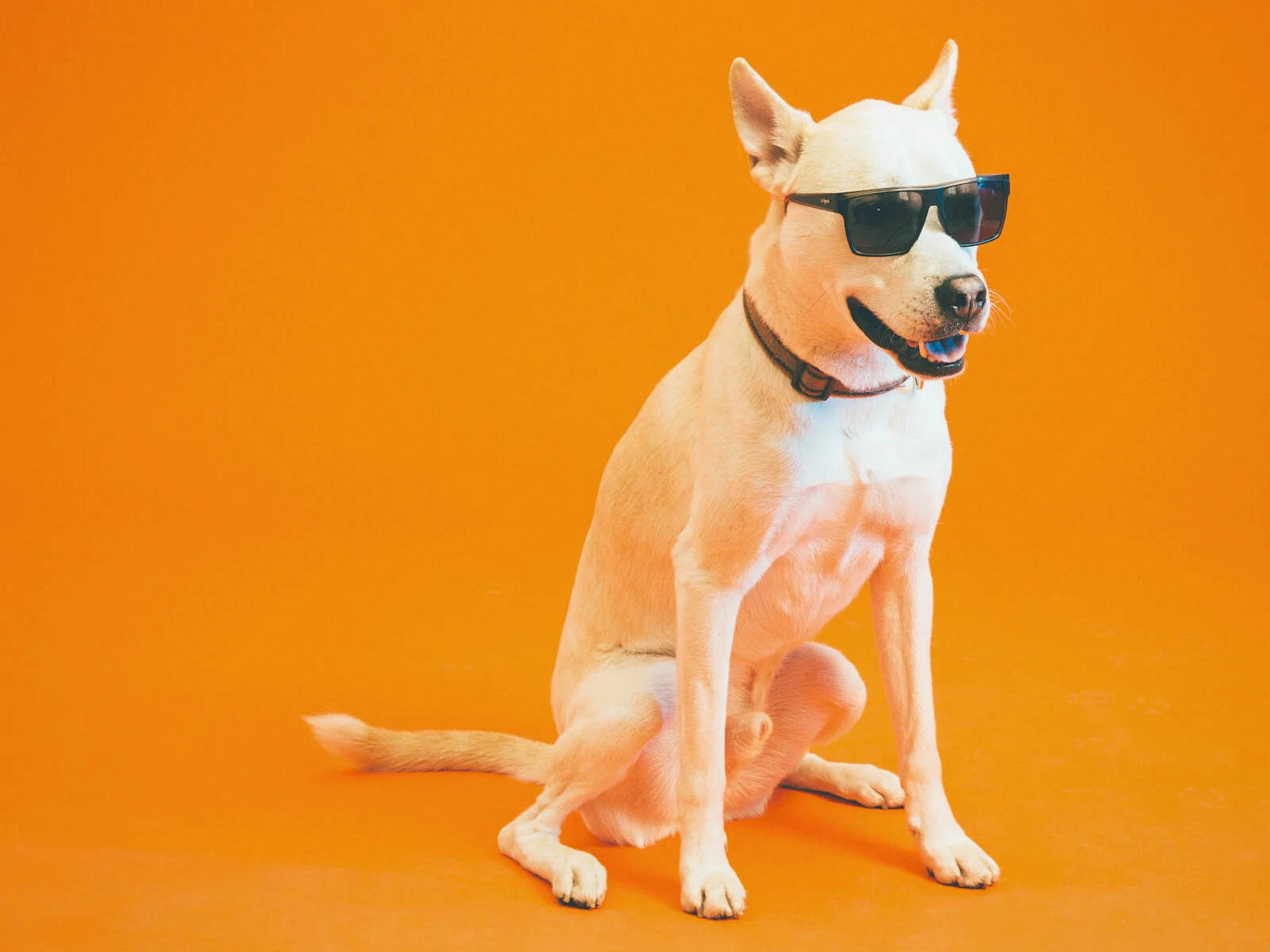 dawgs-8.jpg