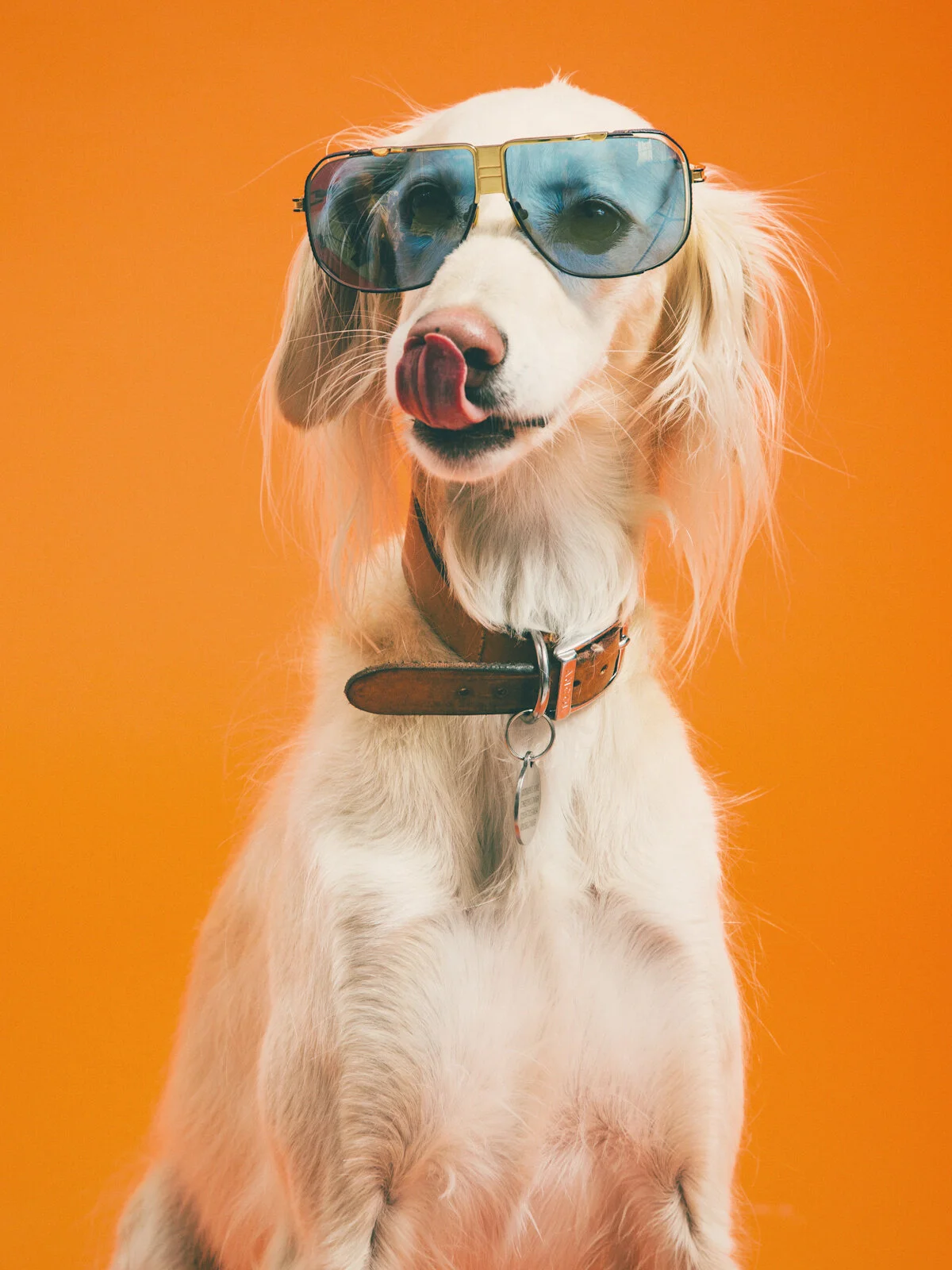 dawgs-9.jpg