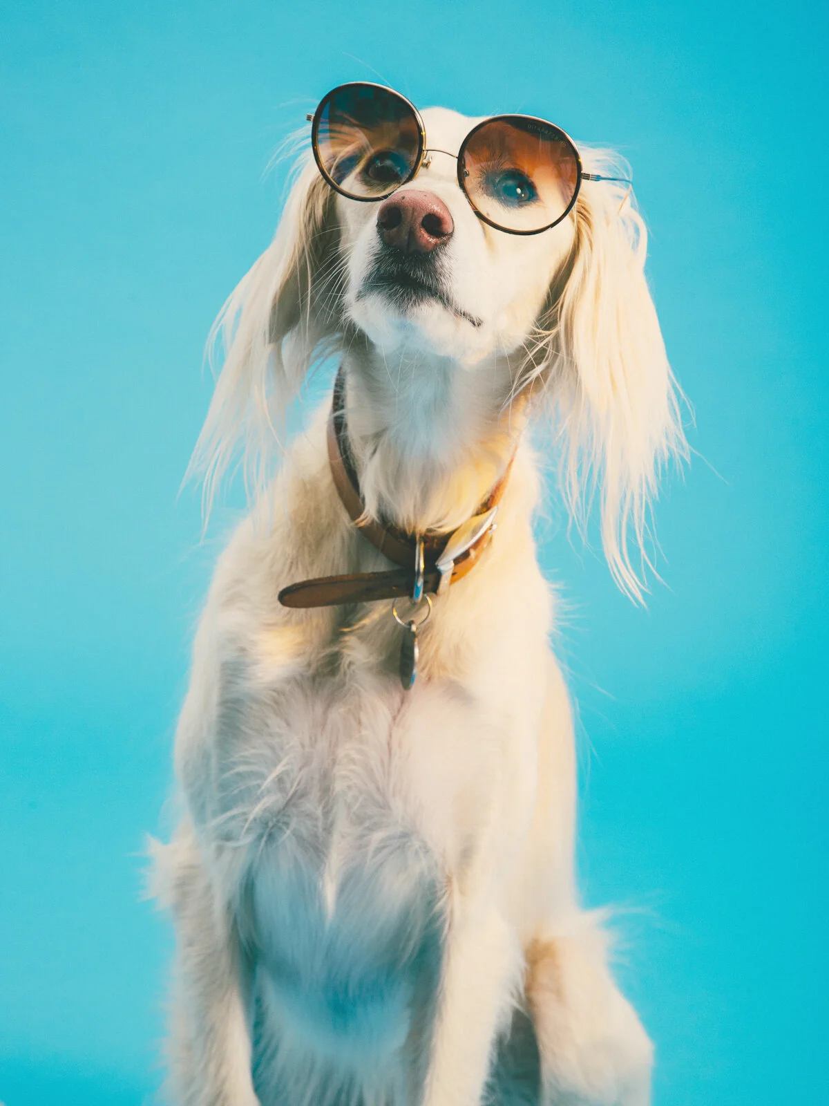dawgs-10.jpg