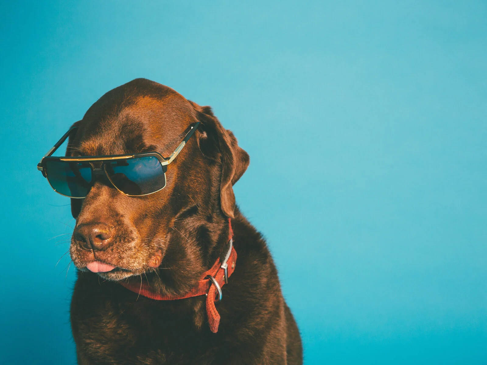 Dawgs of Summer / Highsnobiety