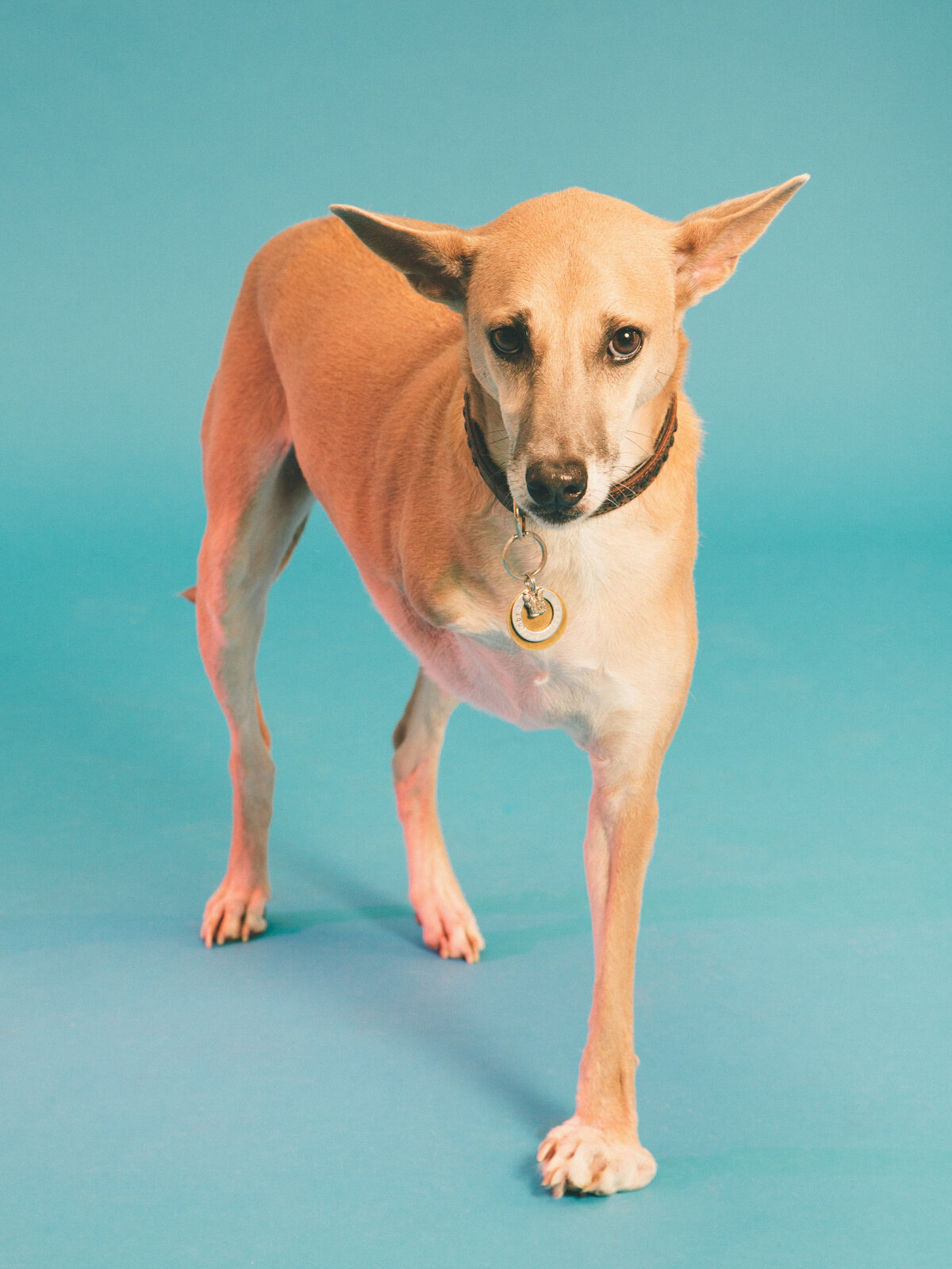 rescue-pets-4.jpg
