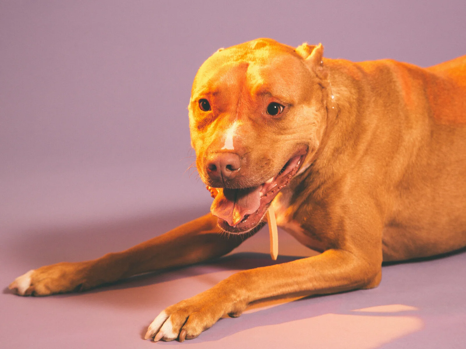 rescue-pets-11.jpg