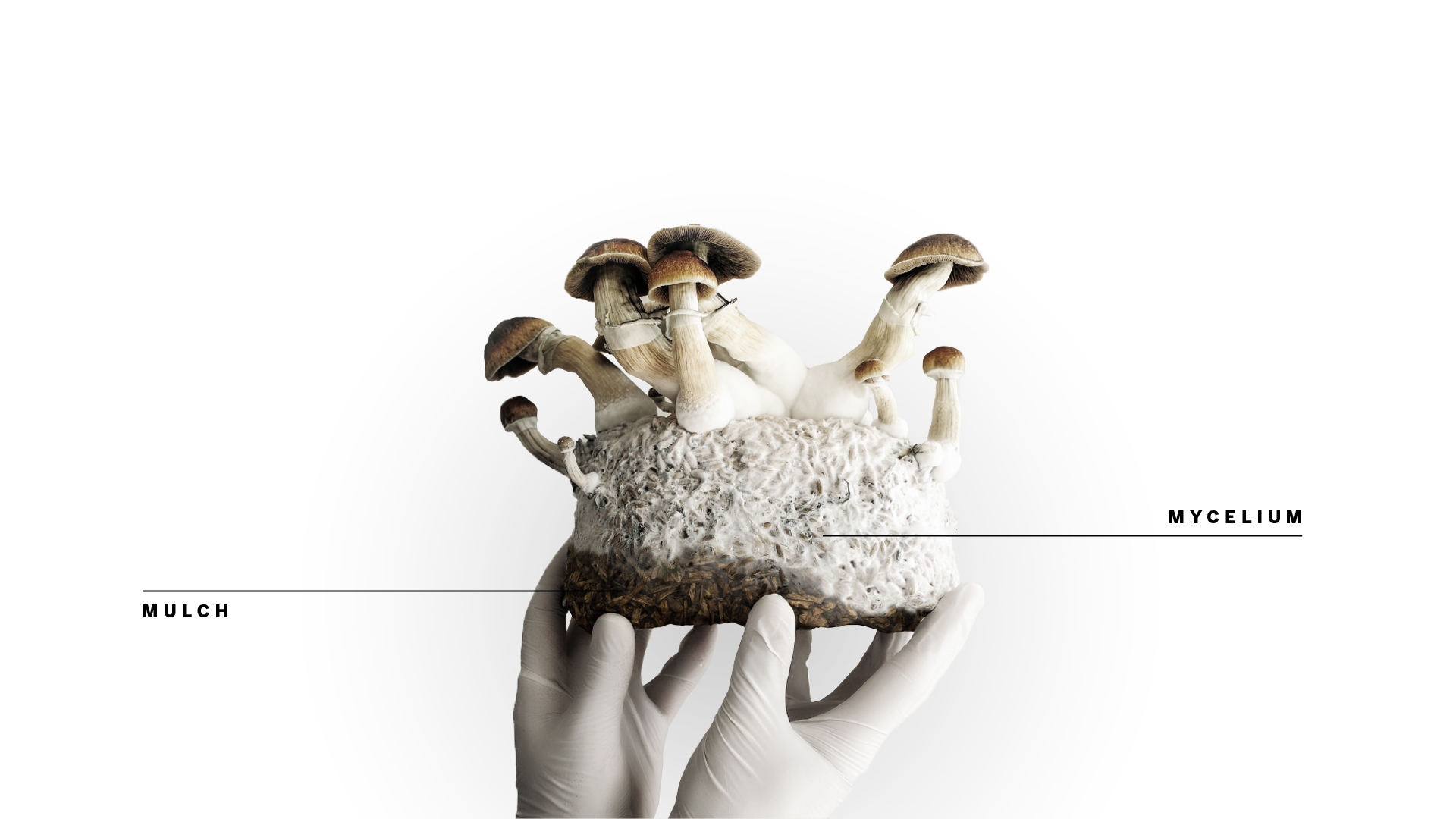 MycoHab Brand boards-02.png