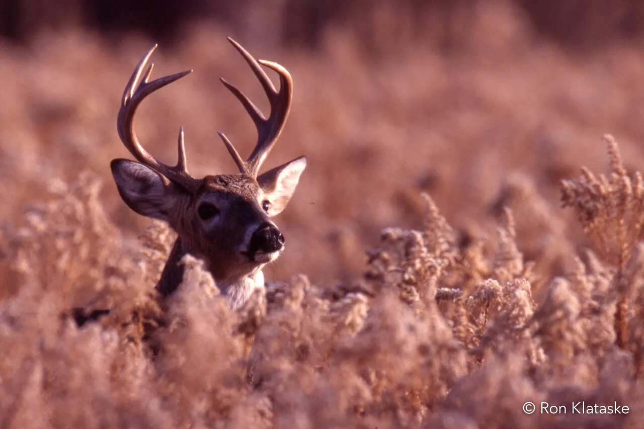 Opportunities — Hutton Niobrara Ranch Wildlife Sanctuary