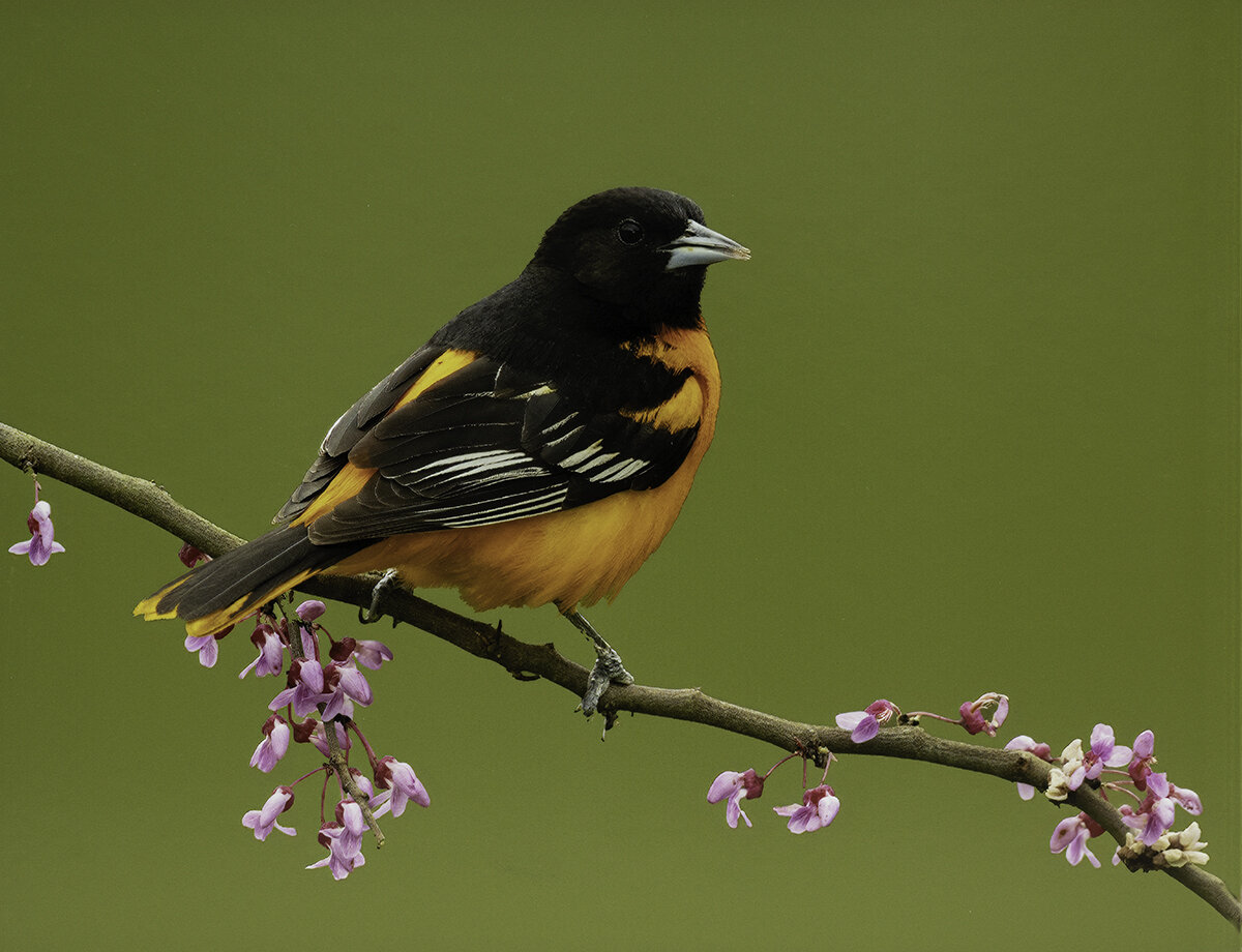 Welch, Bill, Male Baltimore Oriole HM(10).jpg