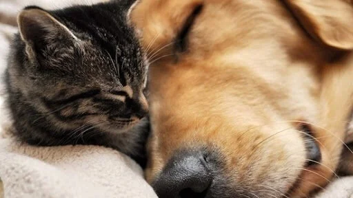perro y gato relax.jpg