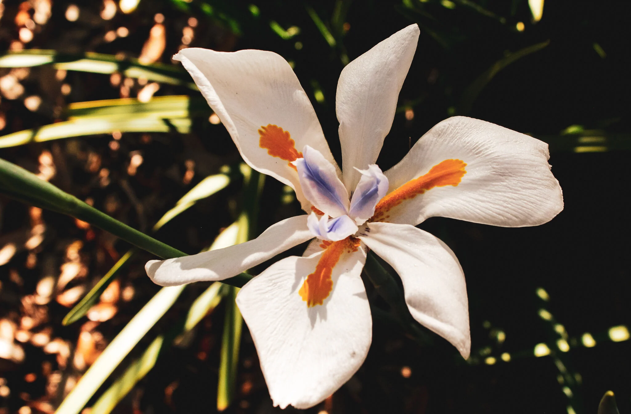 flower1.jpg