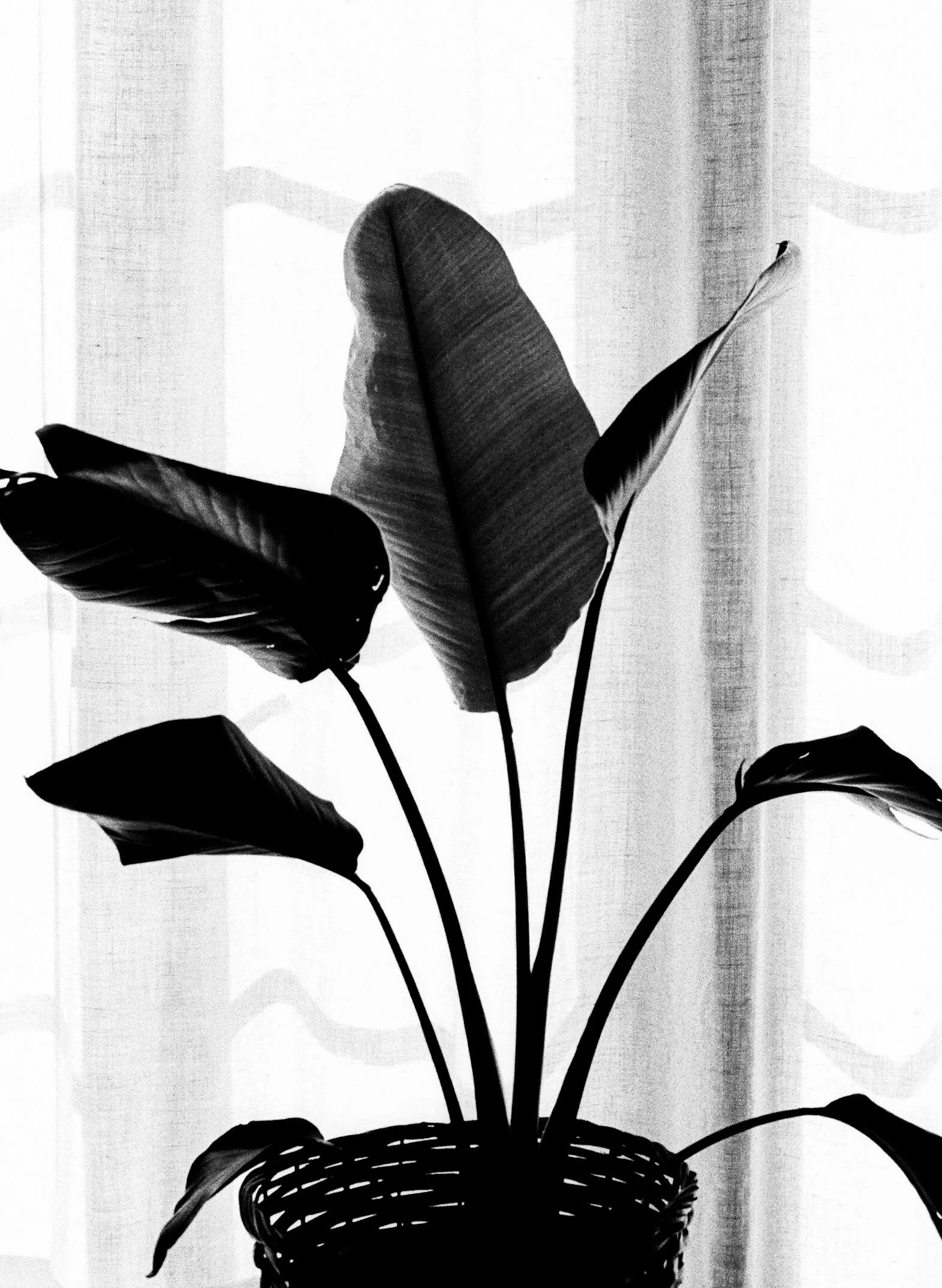 bwplant.jpg