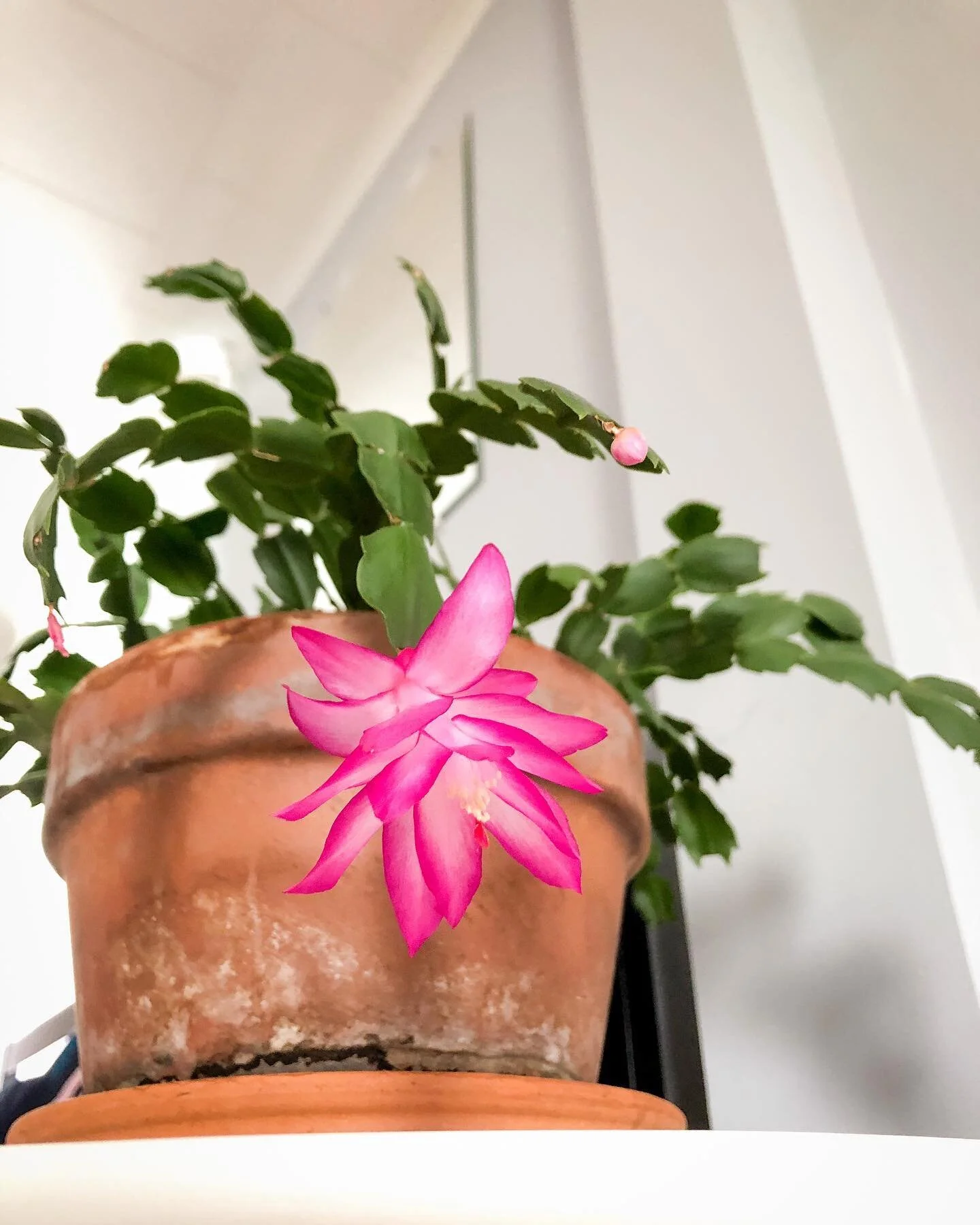 My newly gifted cactus just bloomed!!! It&rsquo;s such a vibrant pink 💖🌸#cactuslover #cactus #cactusflower #photography #housewarminggift #colorinspiration