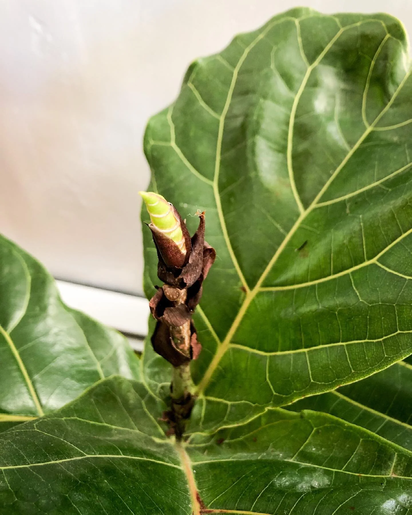 My fiddle leaf fig is sprouting some new baby leaves! 🌱
.
So exciting! The last 2 leafs he made ended up getting really dry and I had to pull them off. I&rsquo;m glad these ones are coming in 🥰 #plantmama #plants #fiddleleaffig #newgrowth #happypla