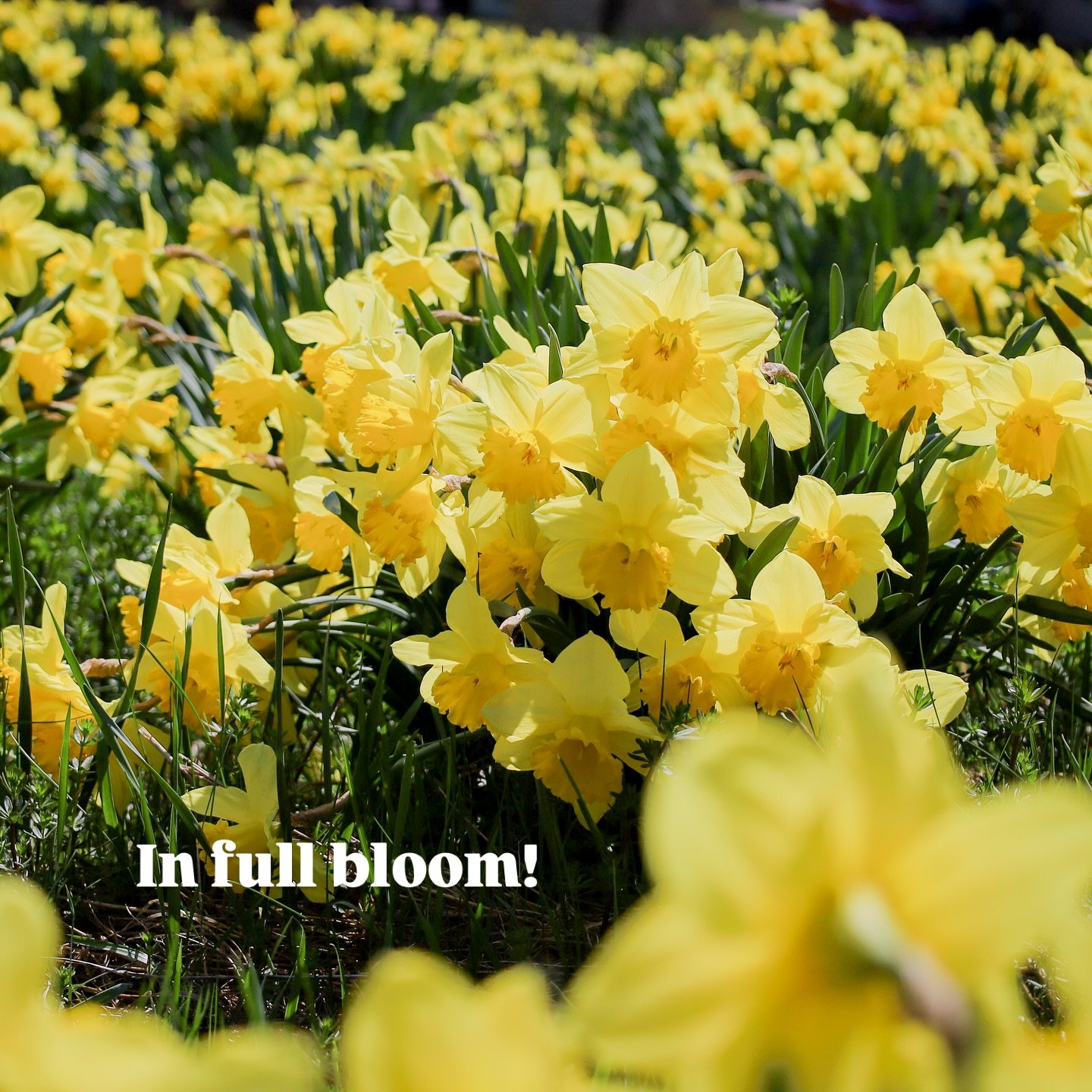 The daffodils are in full bloom here #intheberkshires !!! 🌼