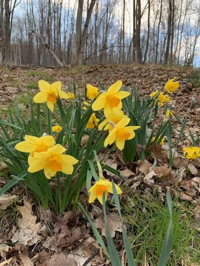 SPRING RESET PROGRAM