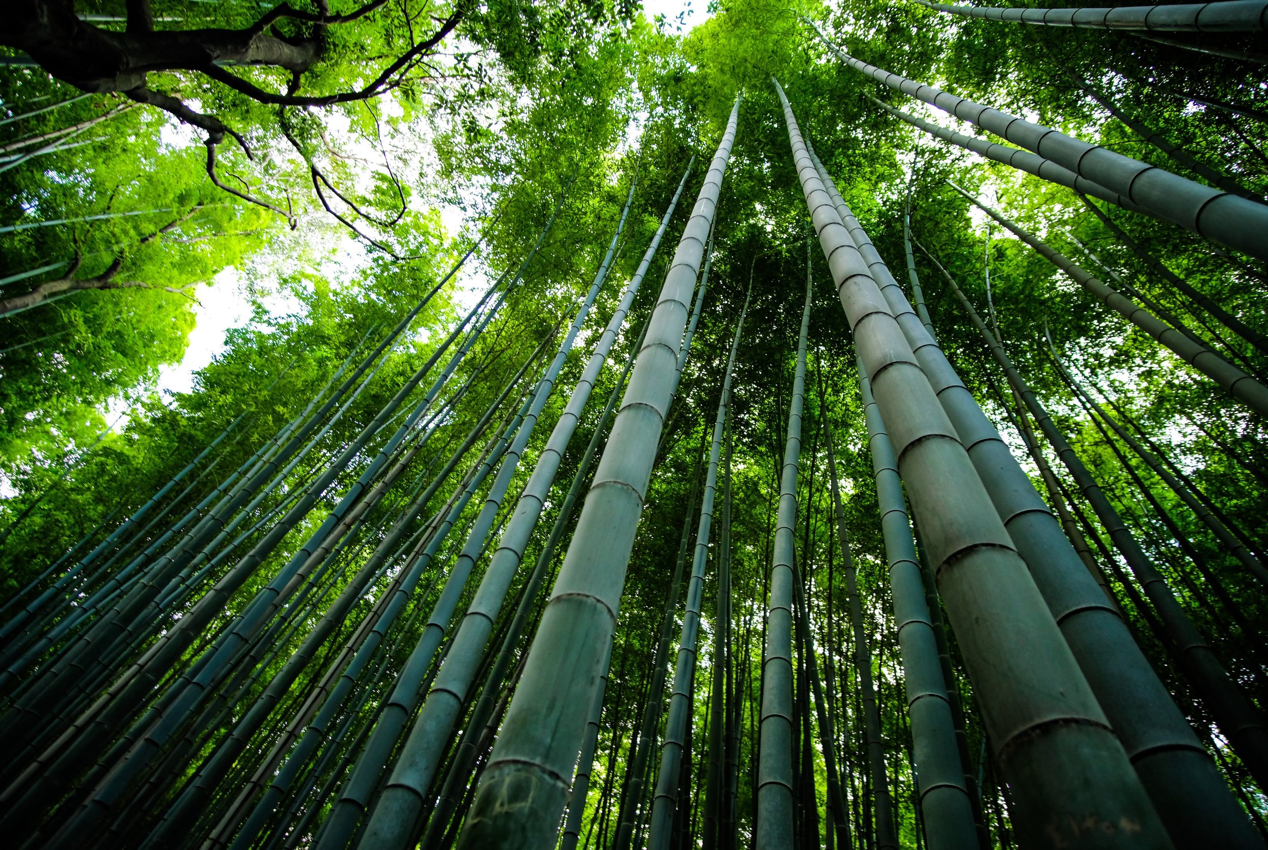 Lessons from Bamboo