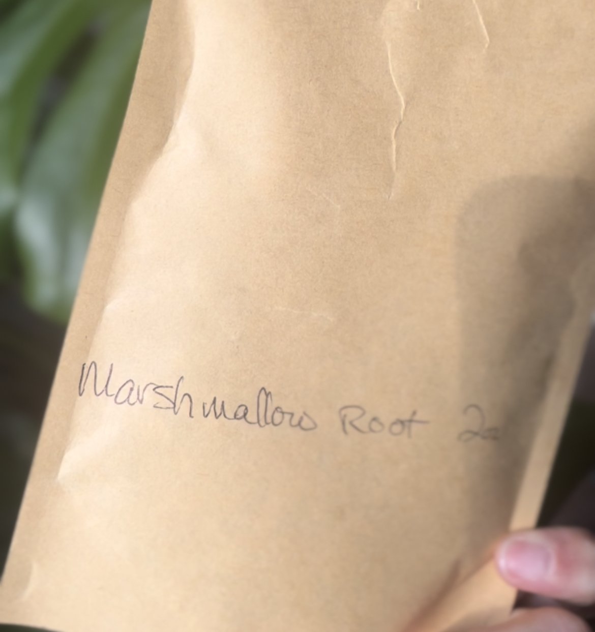 Marshmallow Root: Mother Nature’s Pepto-Bismol.