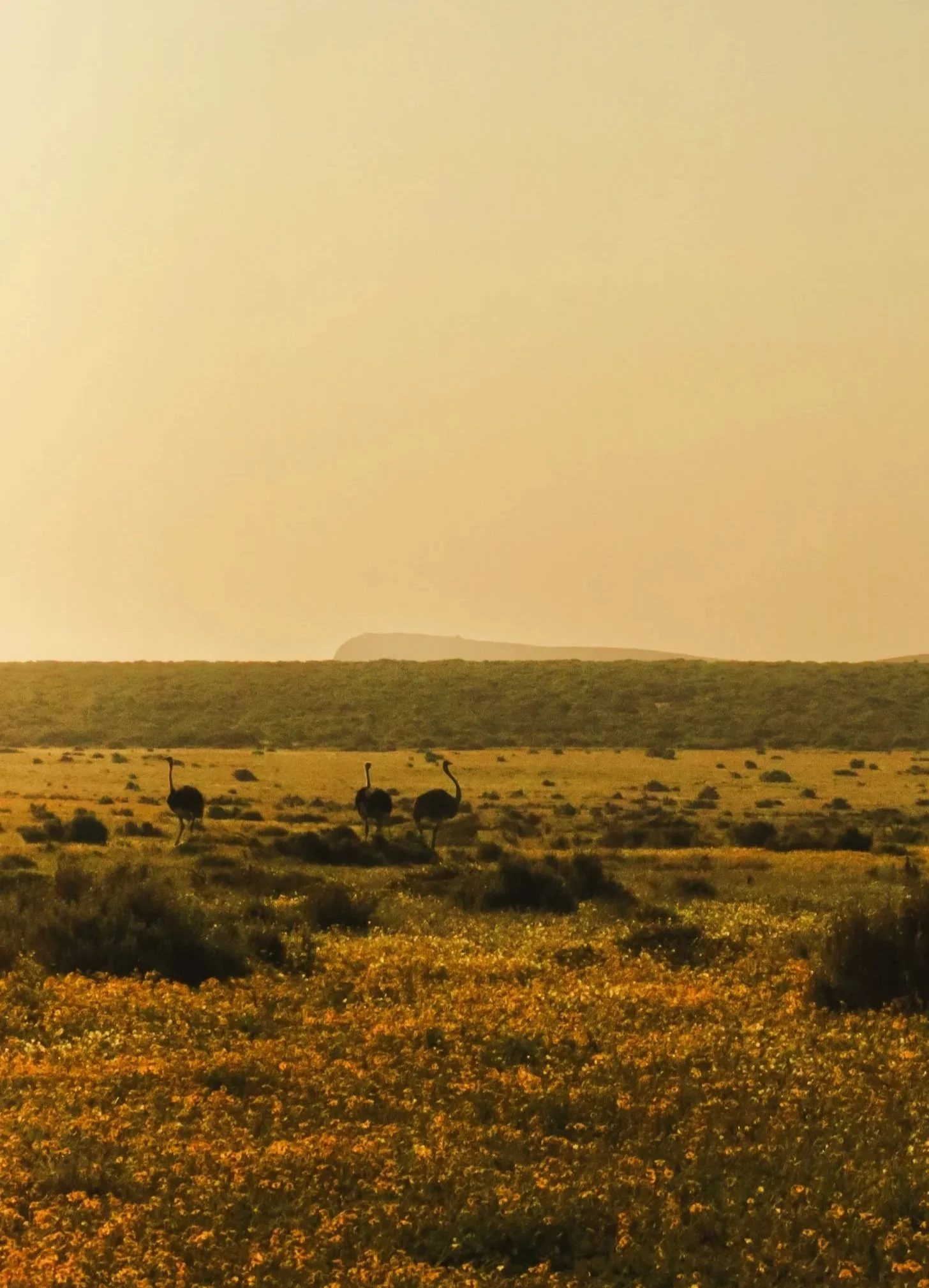 WEST-COAST-OSTRICHES-24%27.jpg