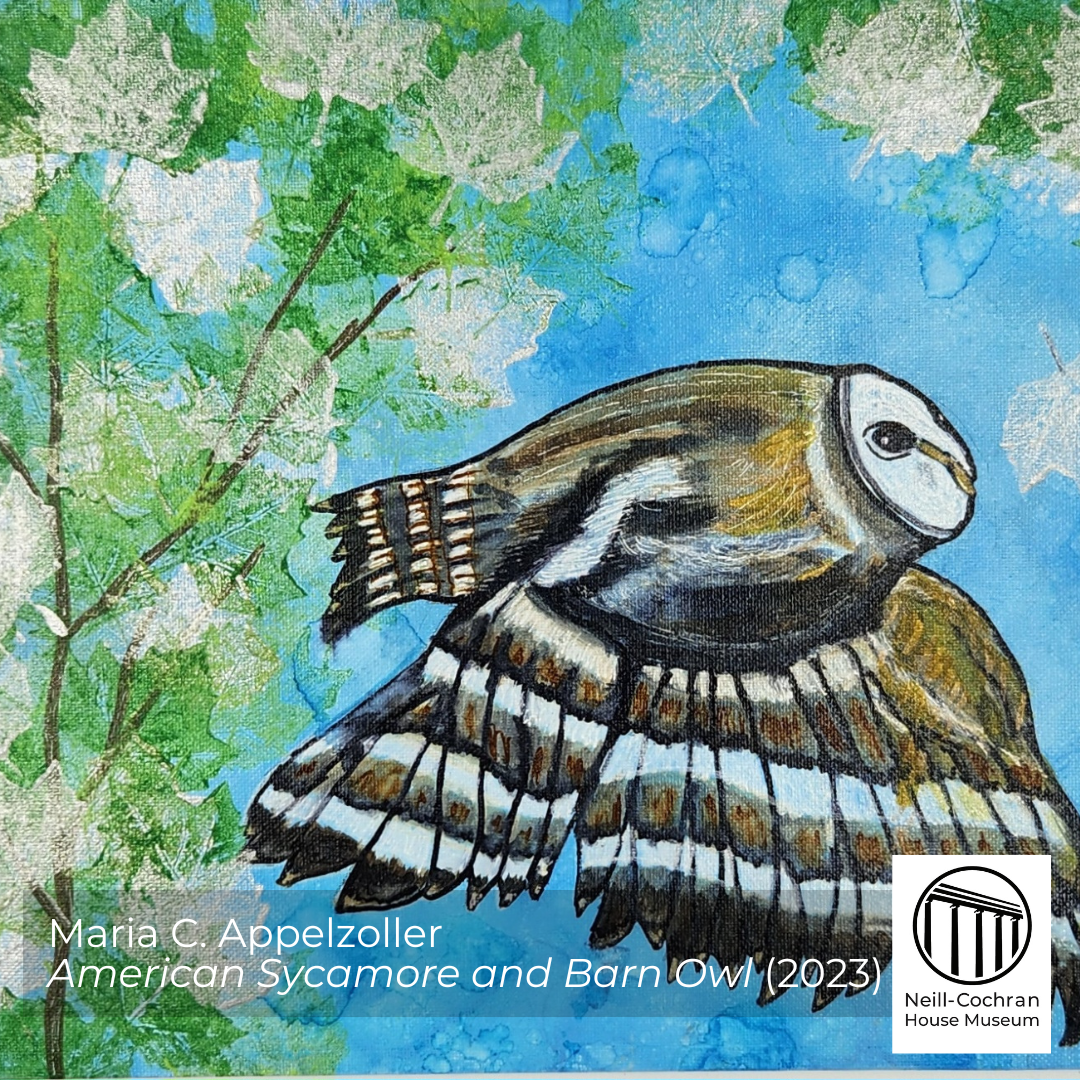 Maria Appelzoller-American Sycamore and Barn Owl-2023.png