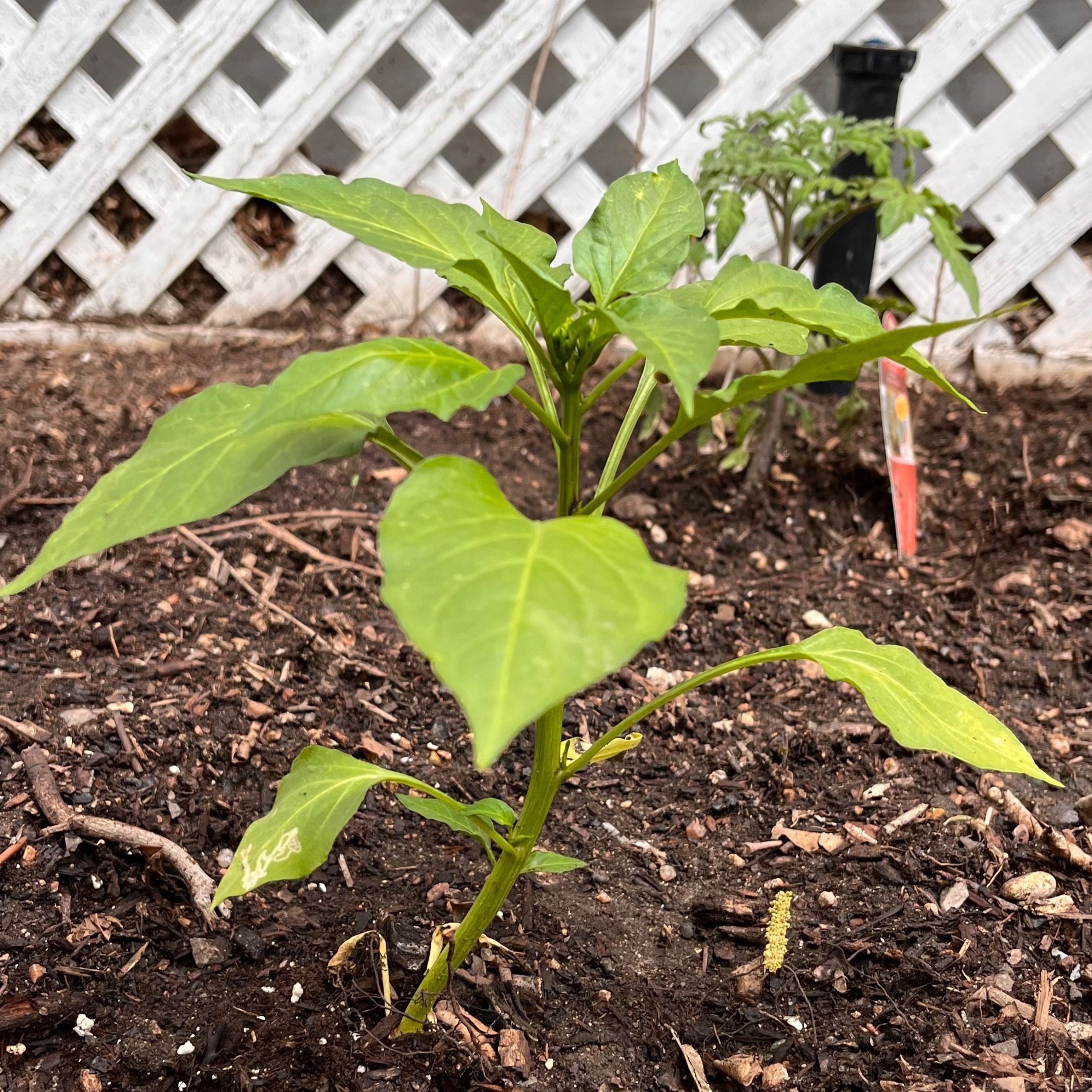 Serrano Pepper (Capiscum annuum)