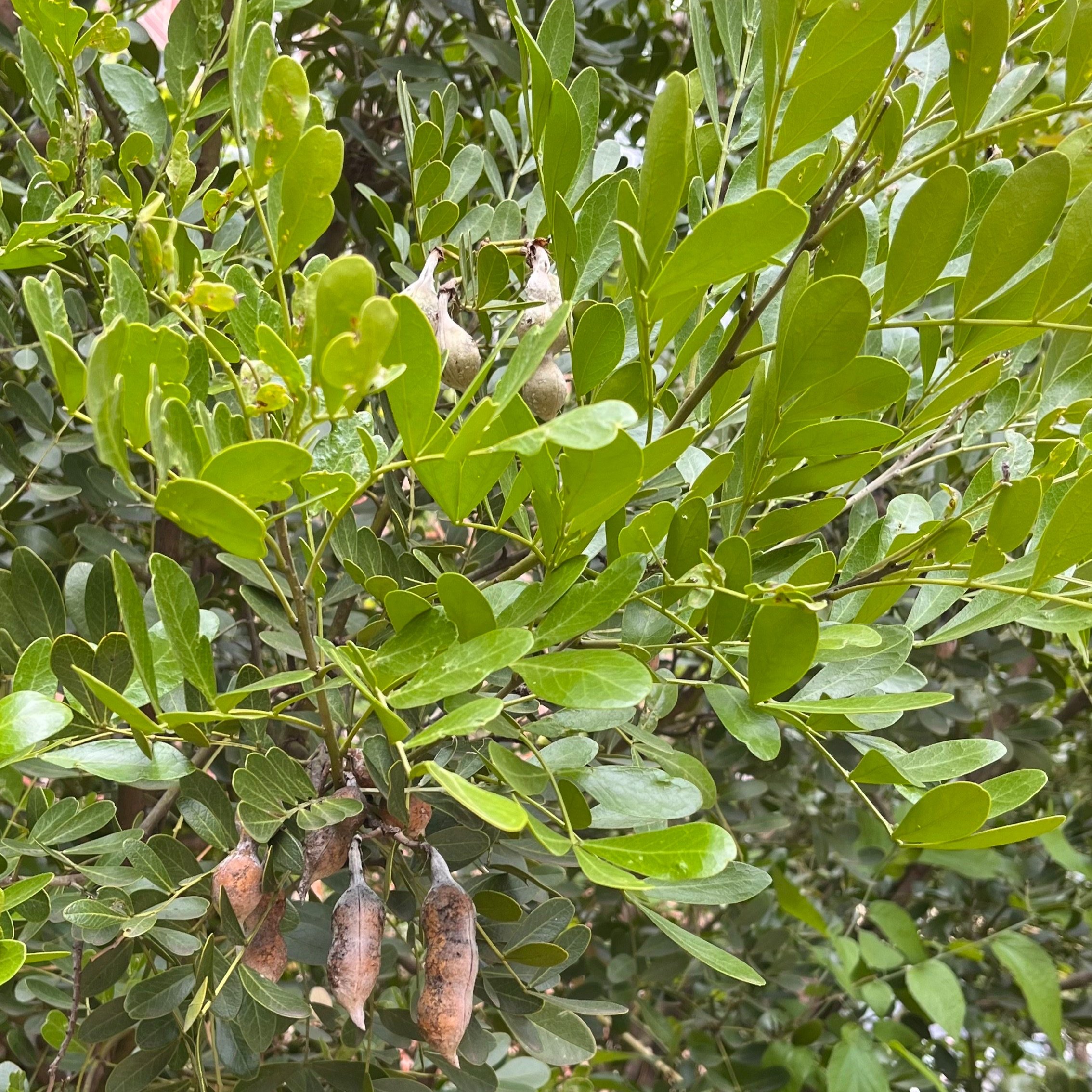 Texas Mountain Laurel (Dermatophyllum secundiflorum)